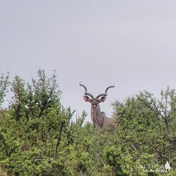 Big East Cape Kudu