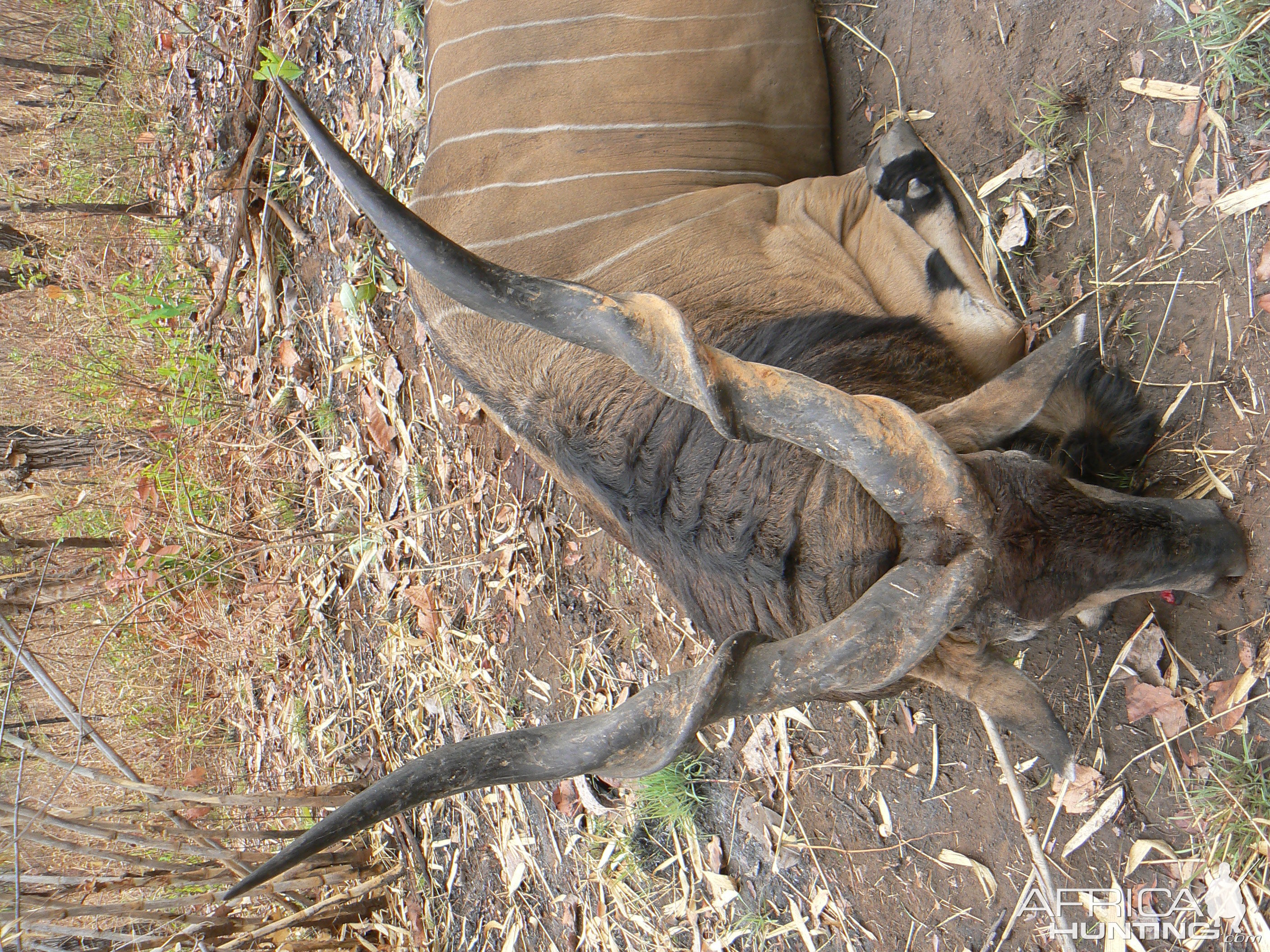 Big Eland bull from CAR, big neck, black hairs a truly great trophy