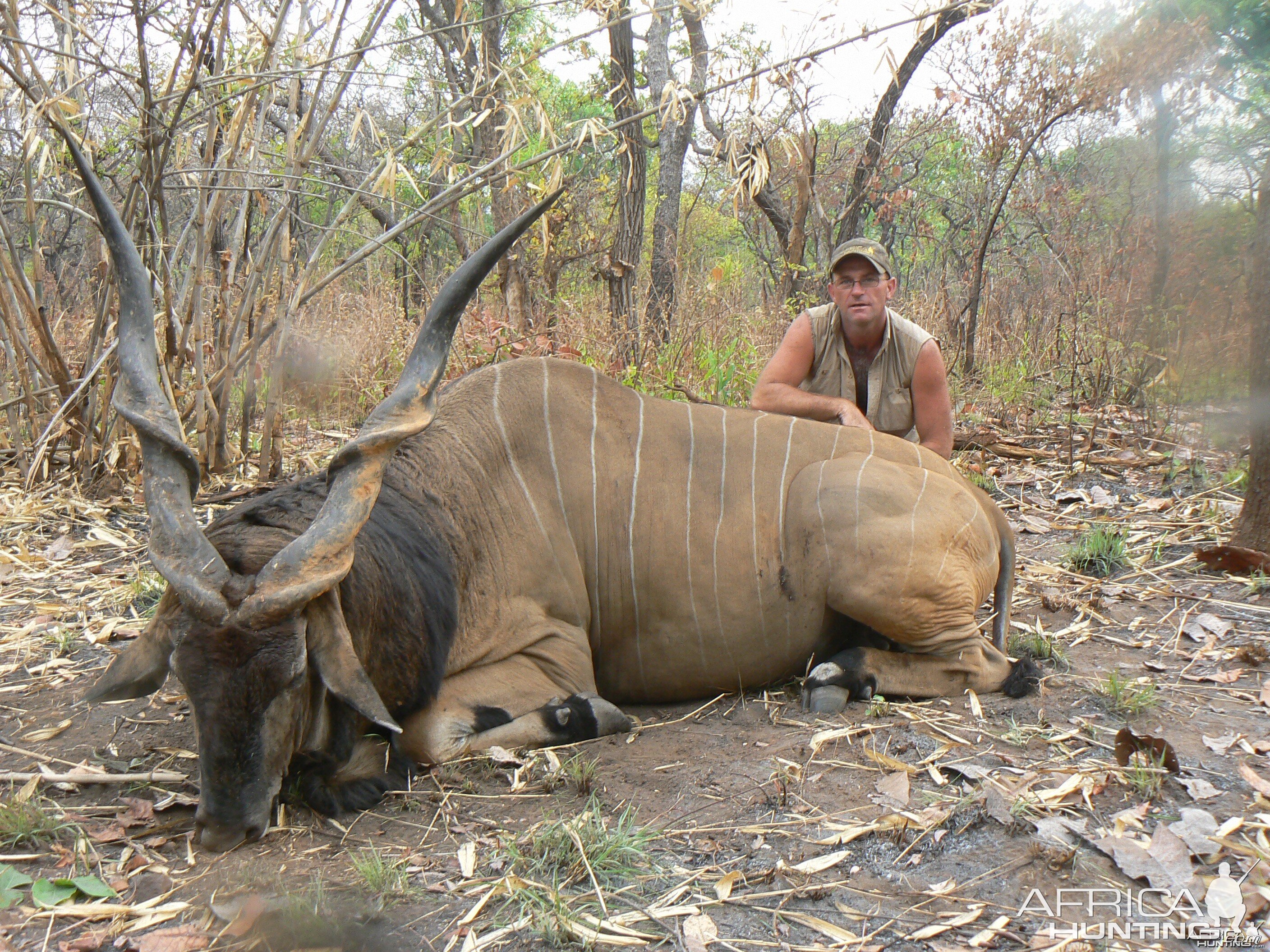 Big Eland bull from CAR, big neck, black hairs a truly great trophy