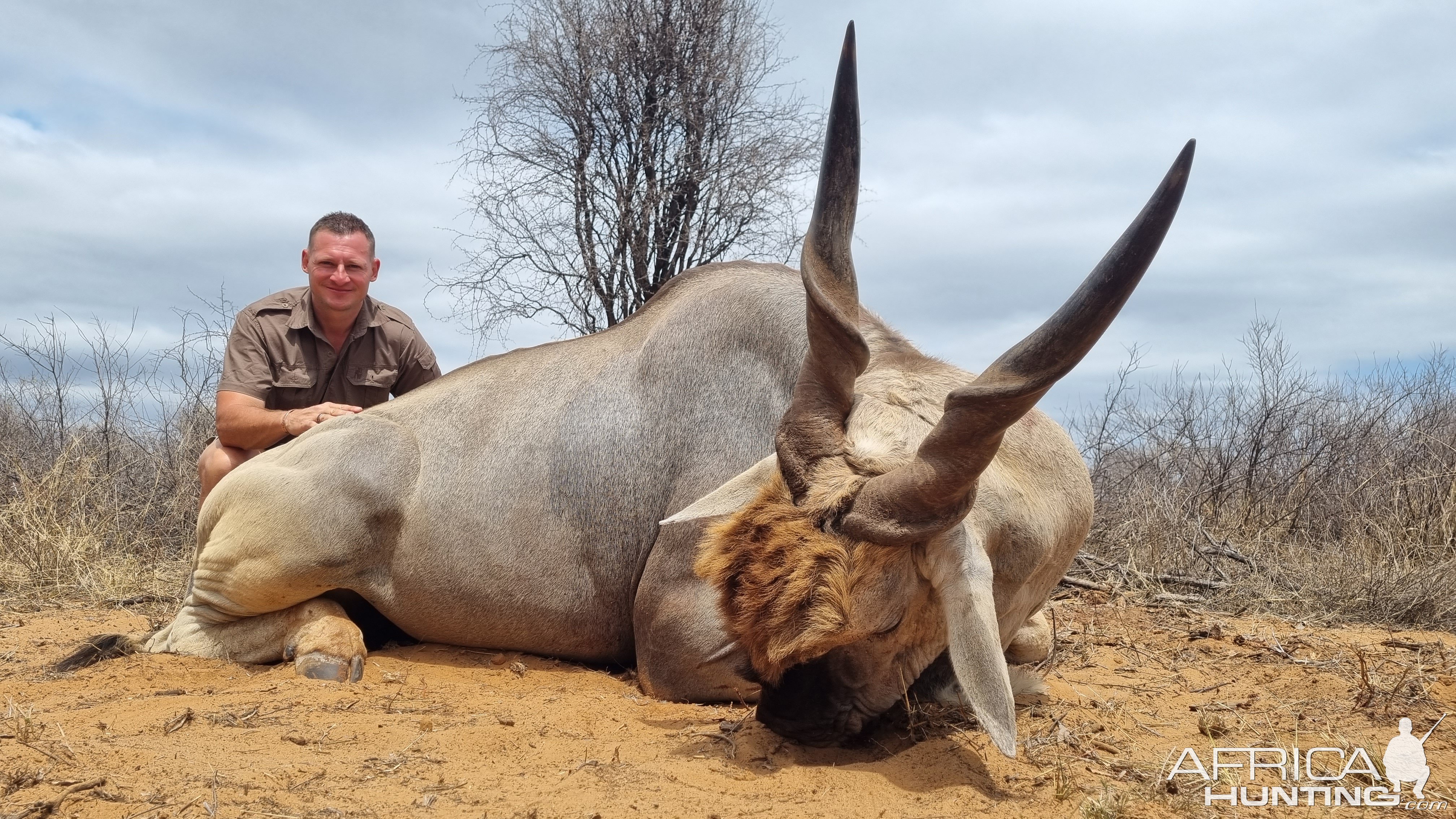 Big Eland Bull