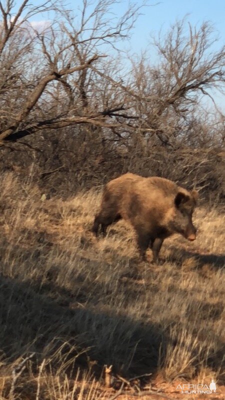 Big Eurasian Boar Texas USA