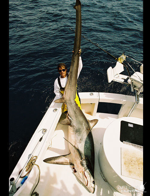 Big Eye Thresher Shark