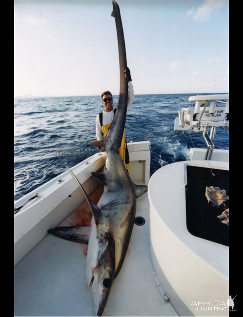 Big Eye Thresher Shark