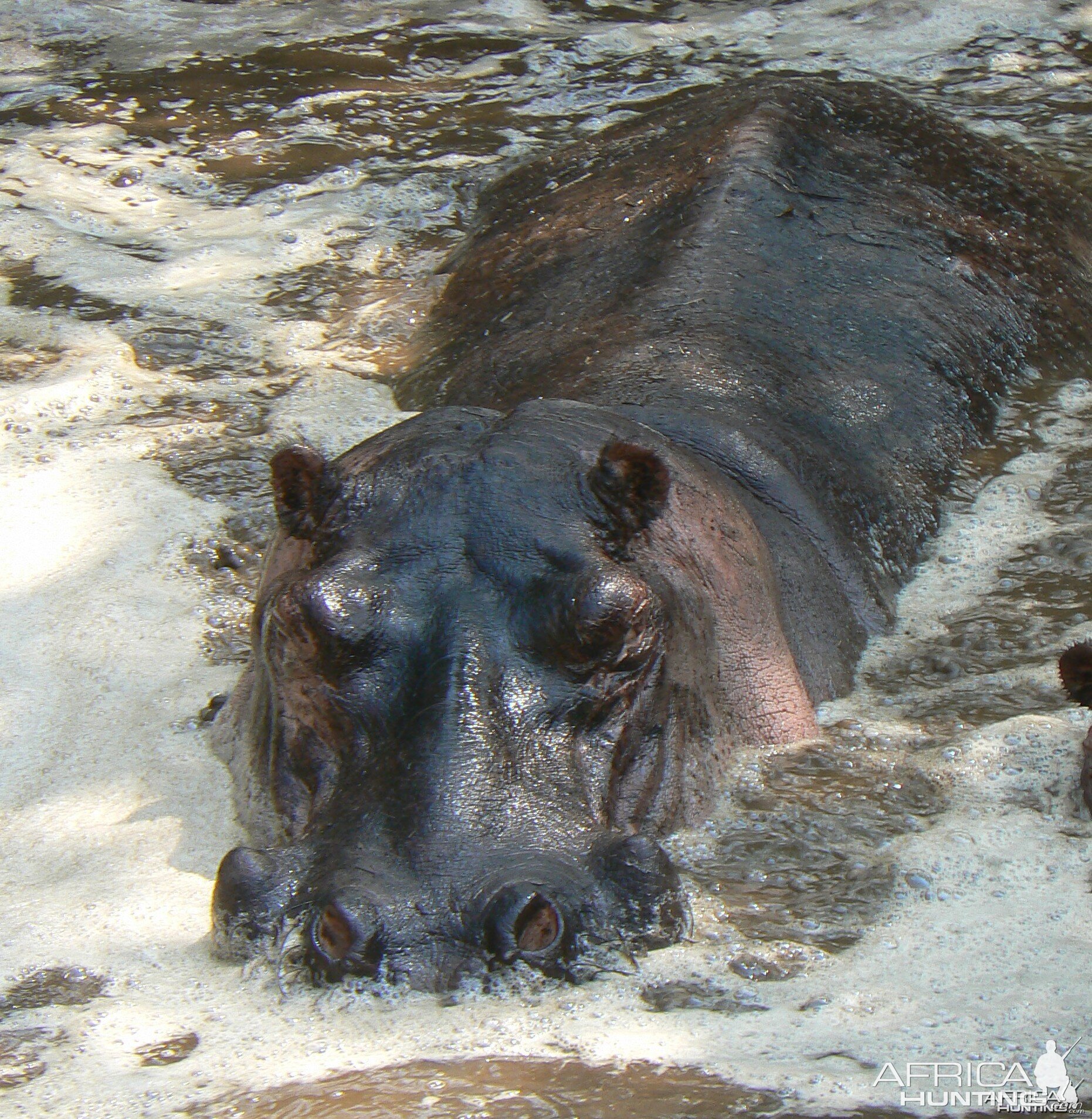 Big hippo bull - Tanzania