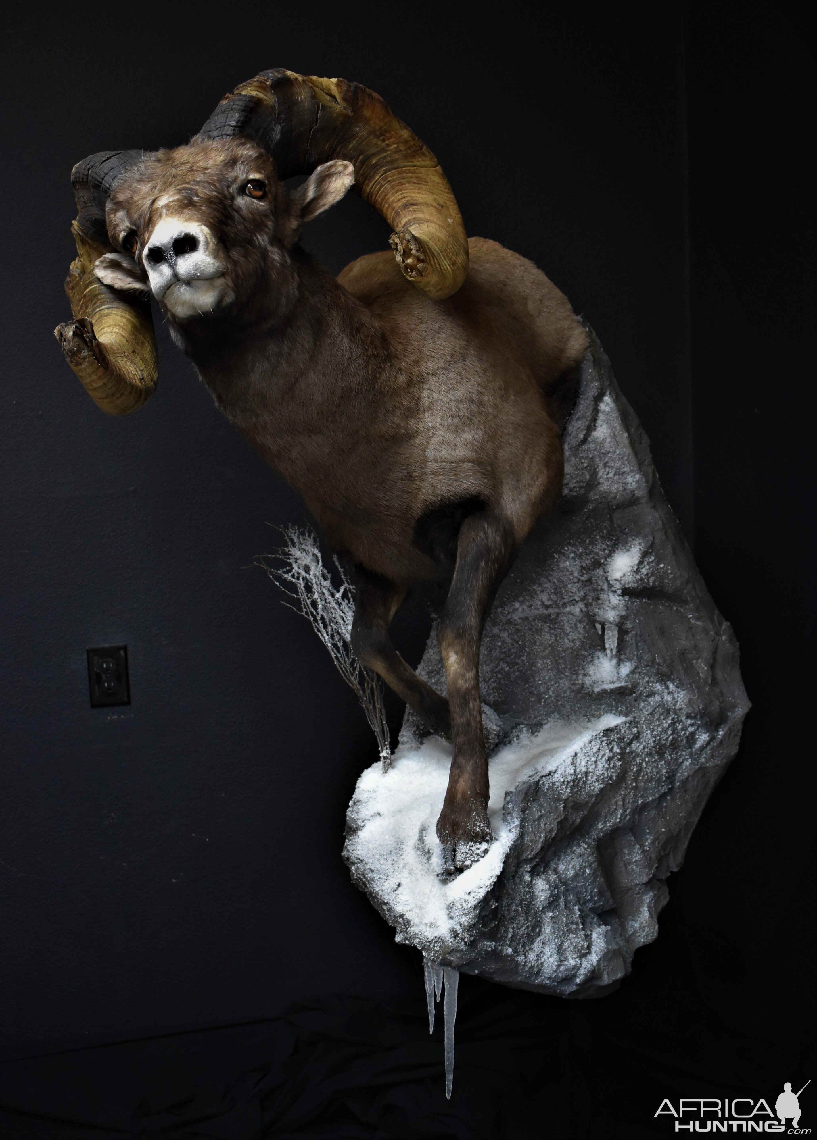 Big Horn Sheep Full Mount Taxidermy