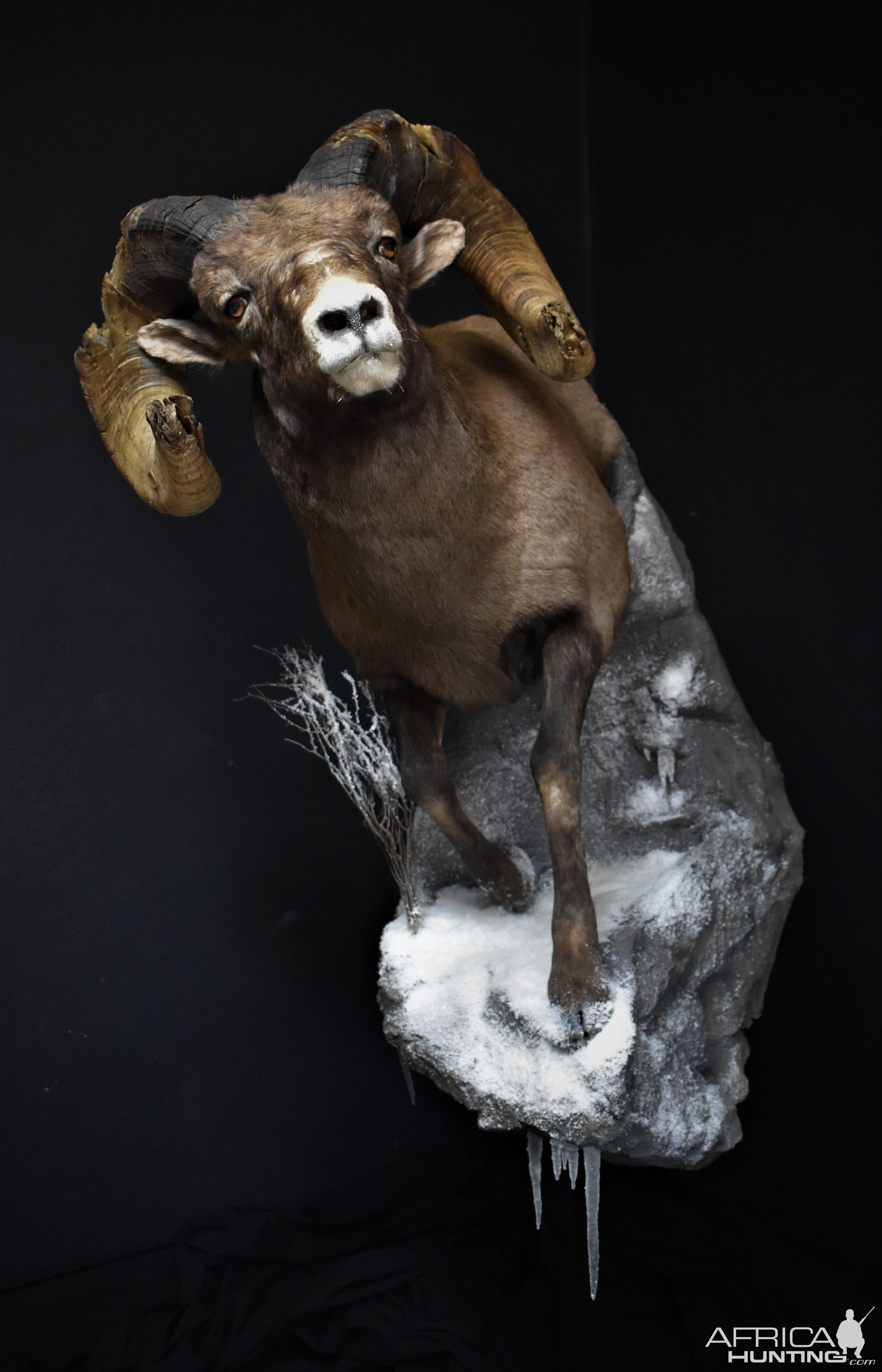 Big Horn Sheep Full Mount Taxidermy