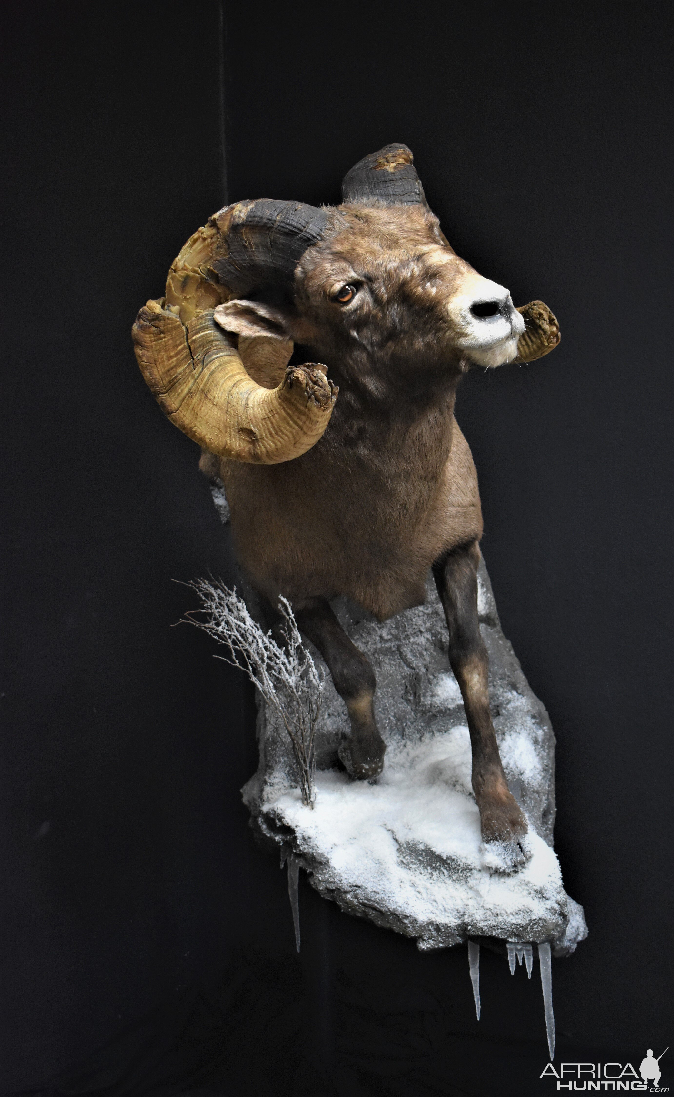 Big Horn Sheep Full Mount Taxidermy