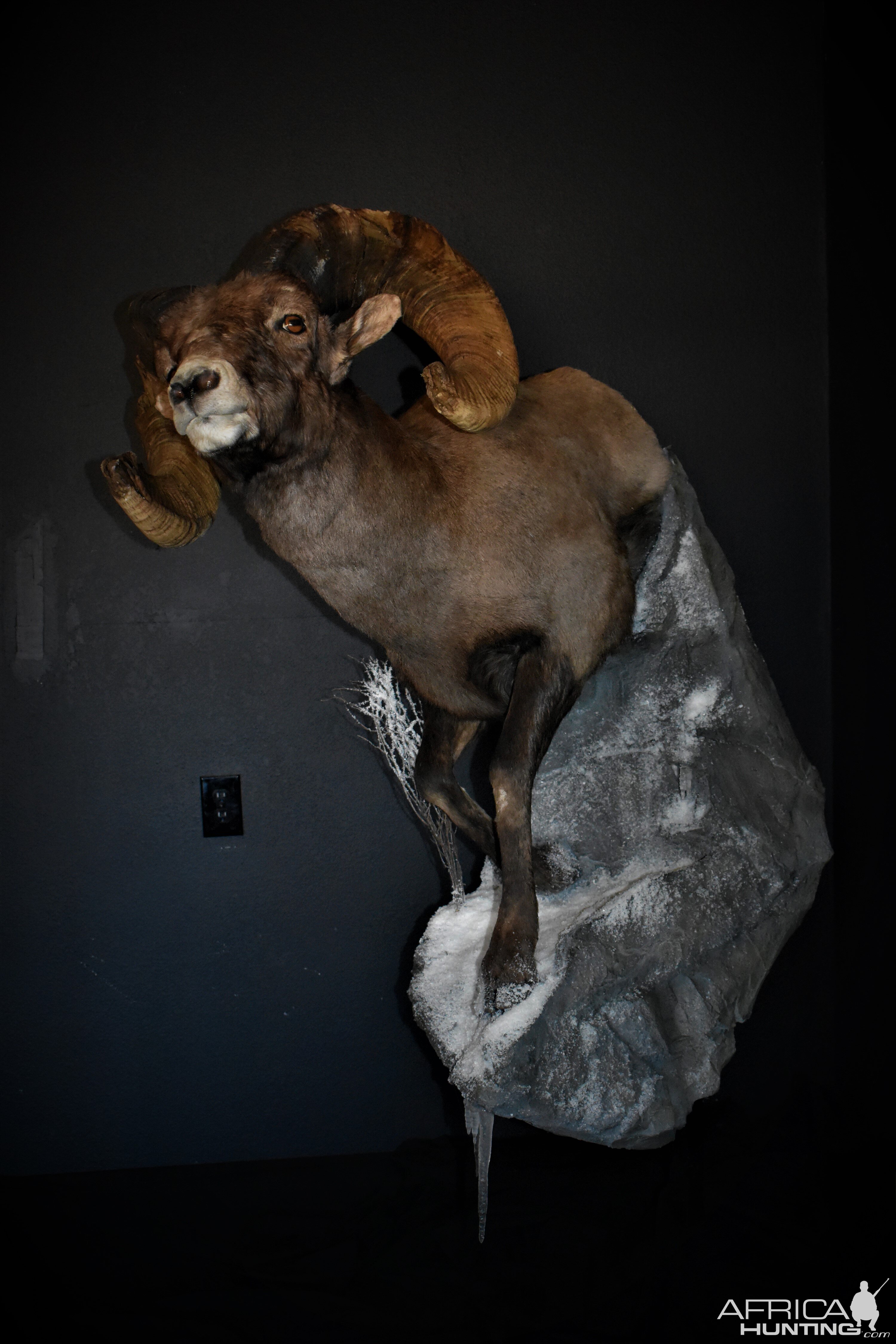 Big Horn Sheep Full Mount Taxidermy