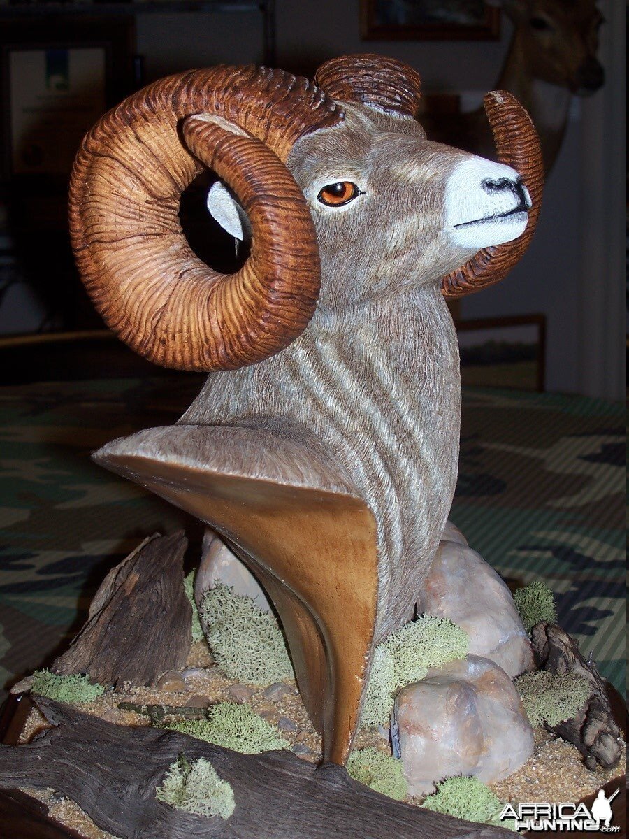 Big Horn Sheep Wood Carving