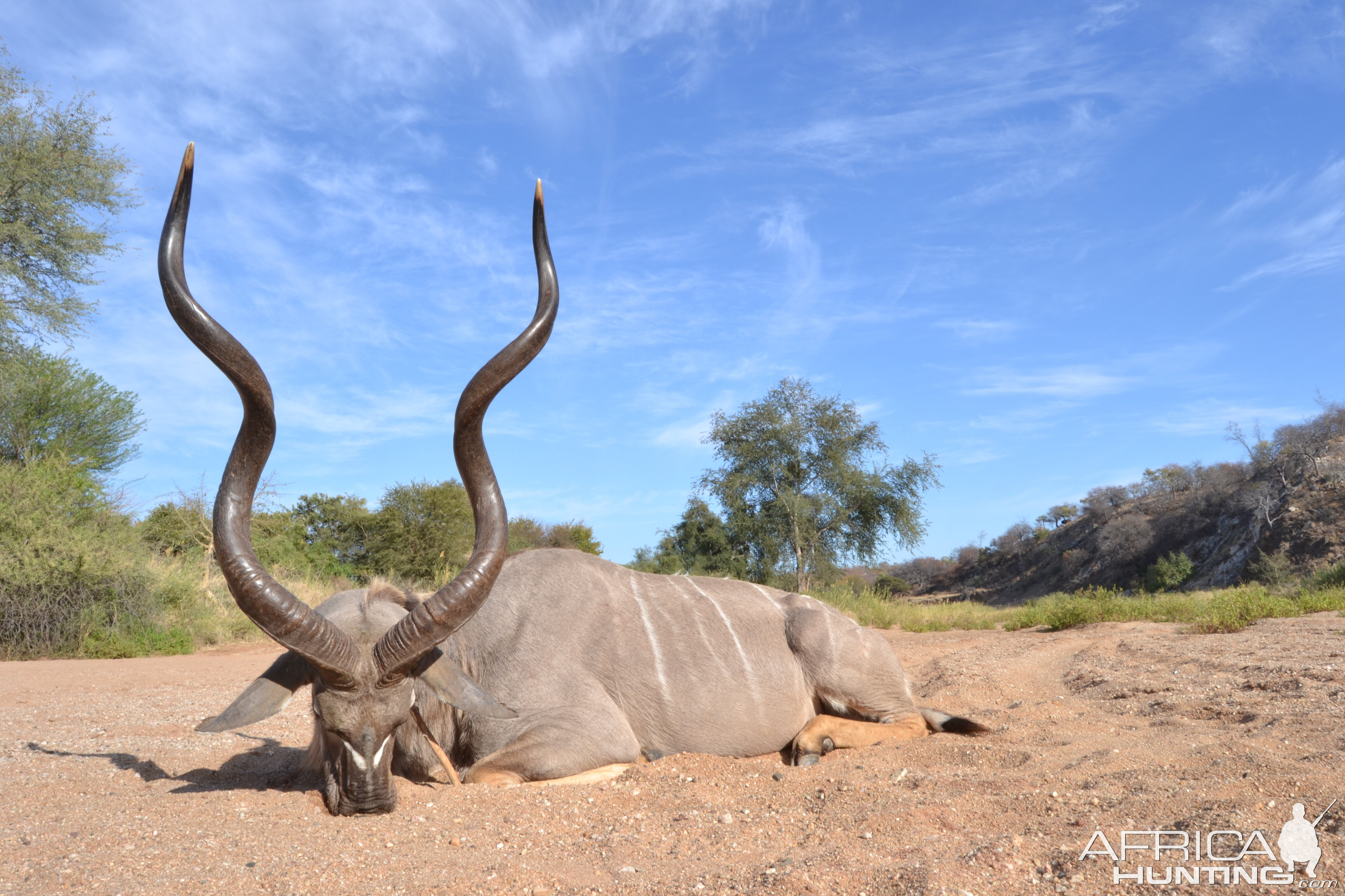 Big Kudu along the SandRiver