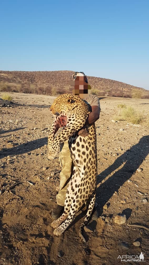 Big Leopard taking in the Erongo Area Namibia