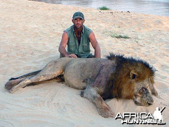 Big mane lion from Tanzania