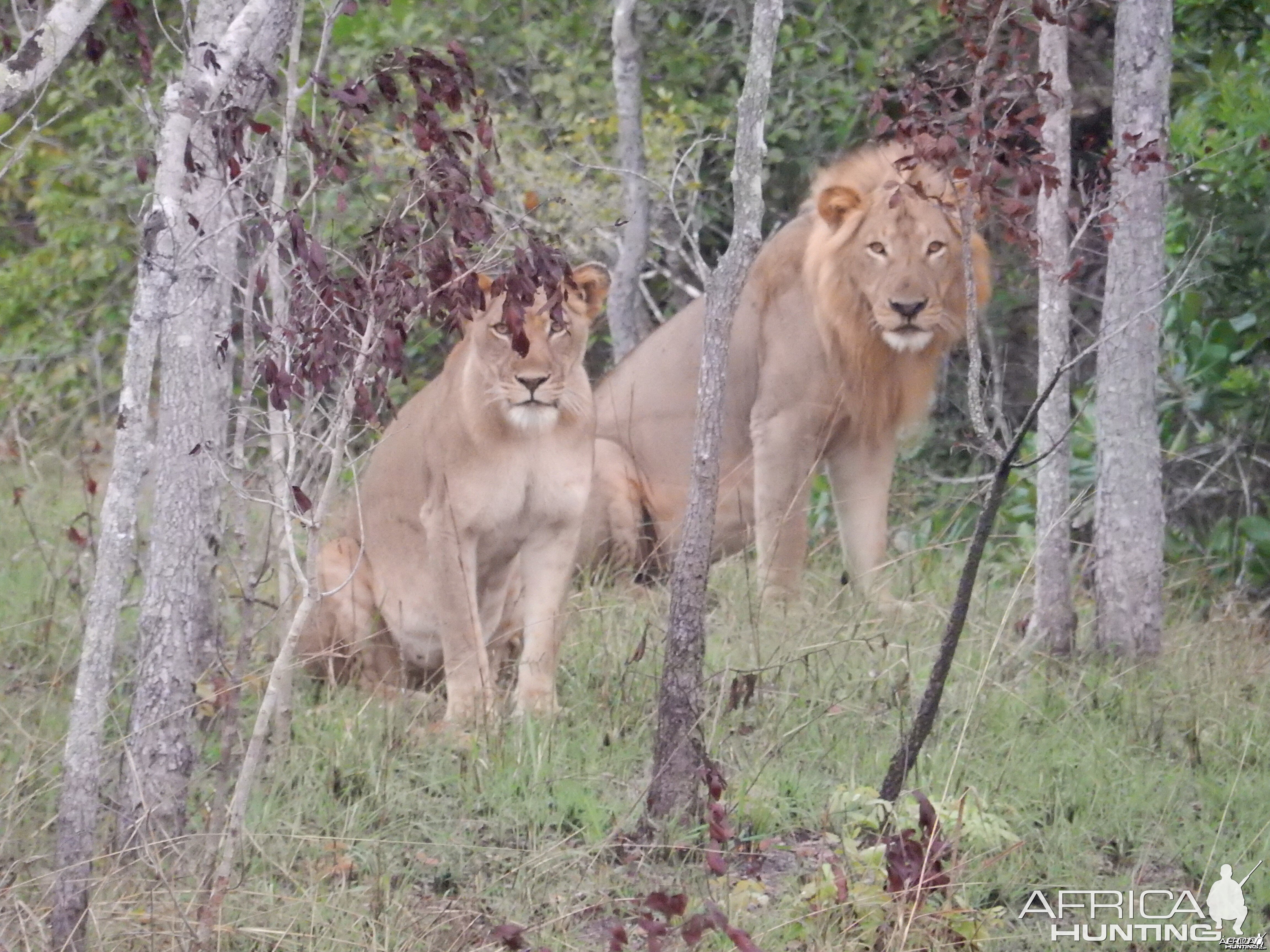 Big Mozambique Cats