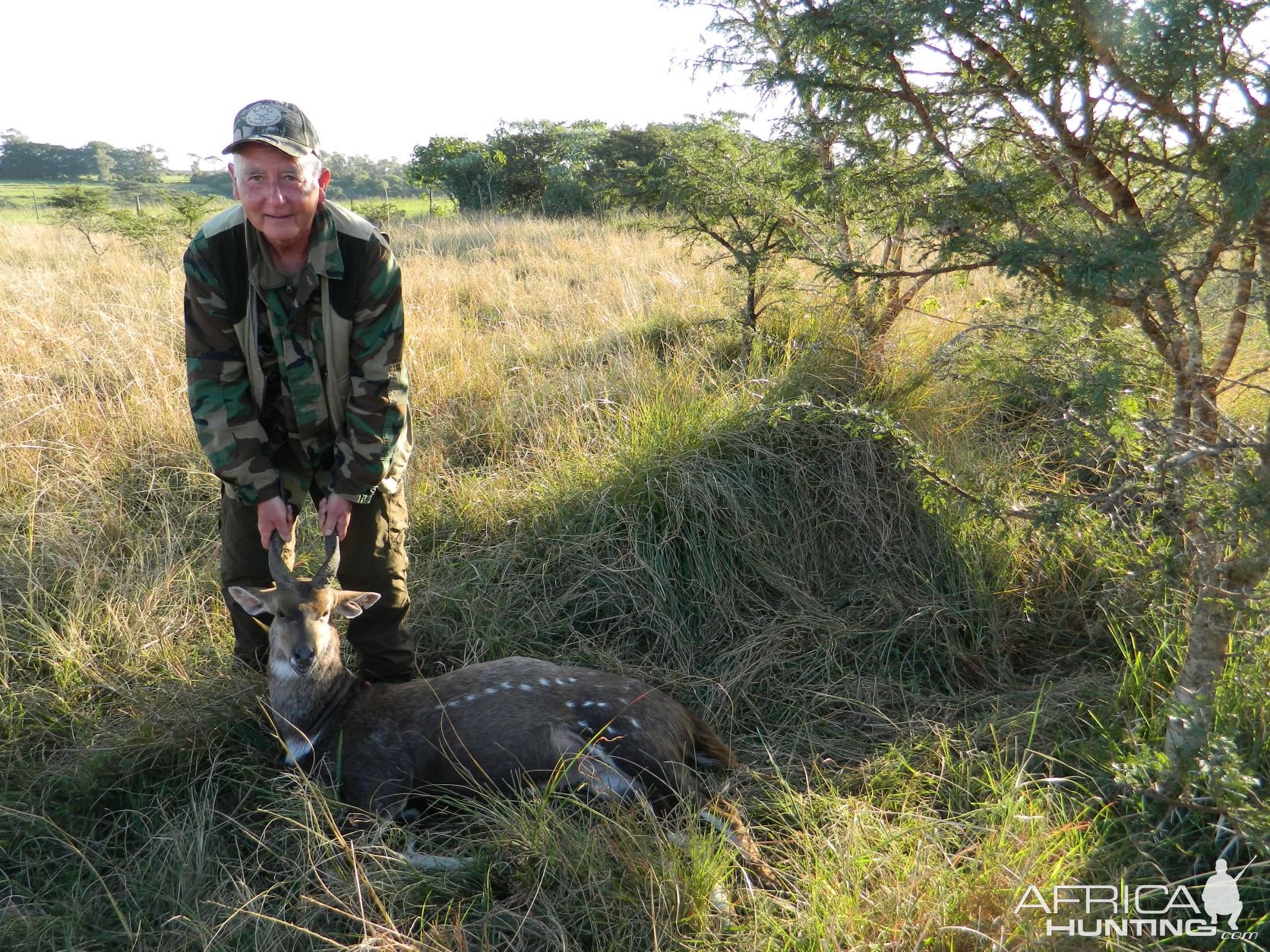 Big Neck Bushbuck