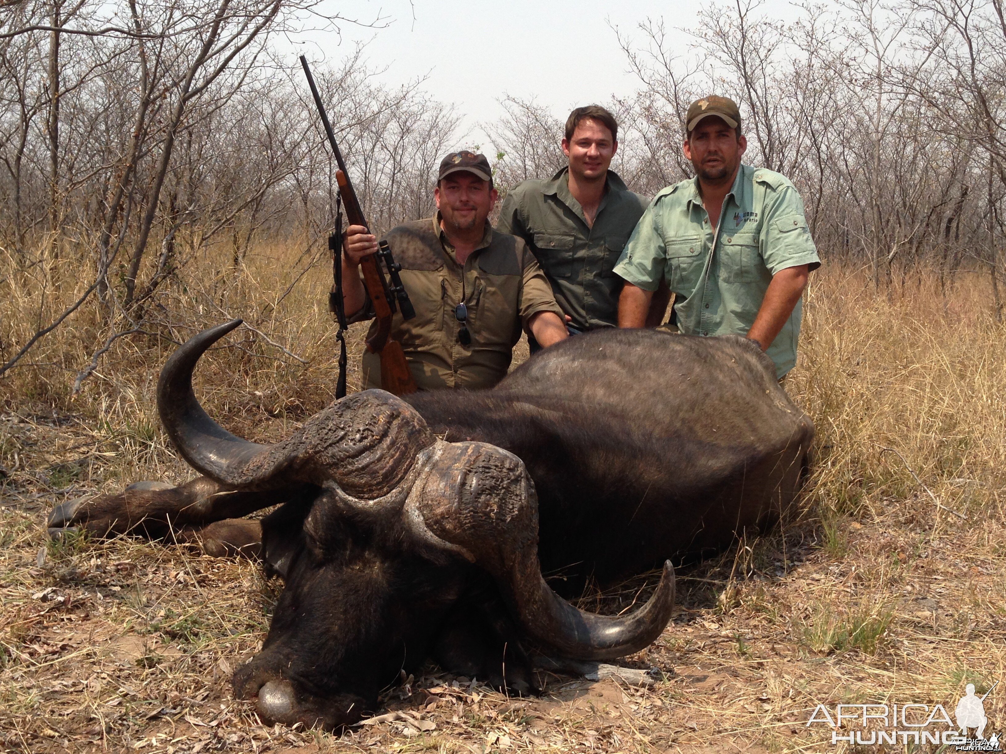 Big Old Cape Buffalo