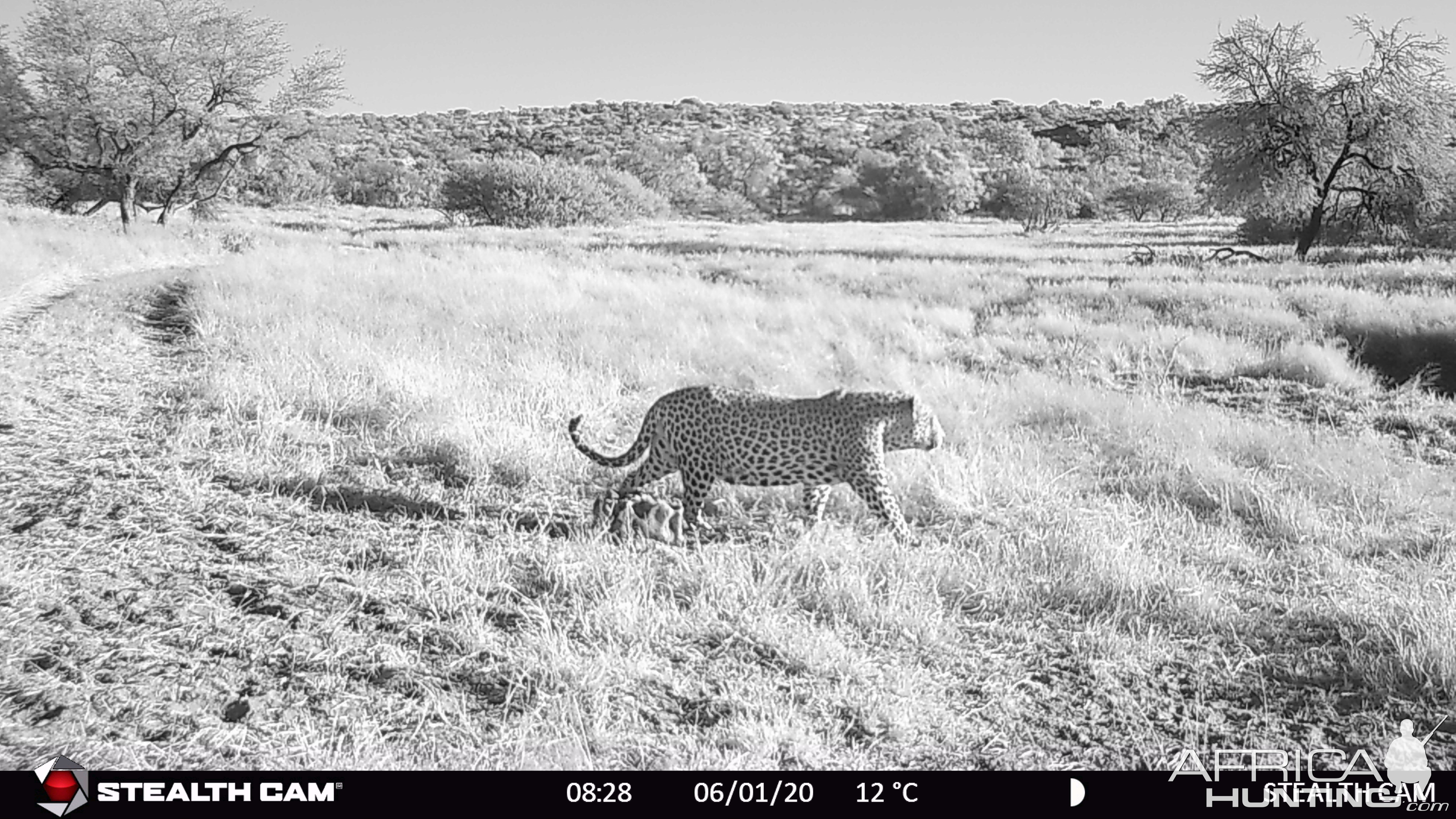 Big old tom roaming early morning