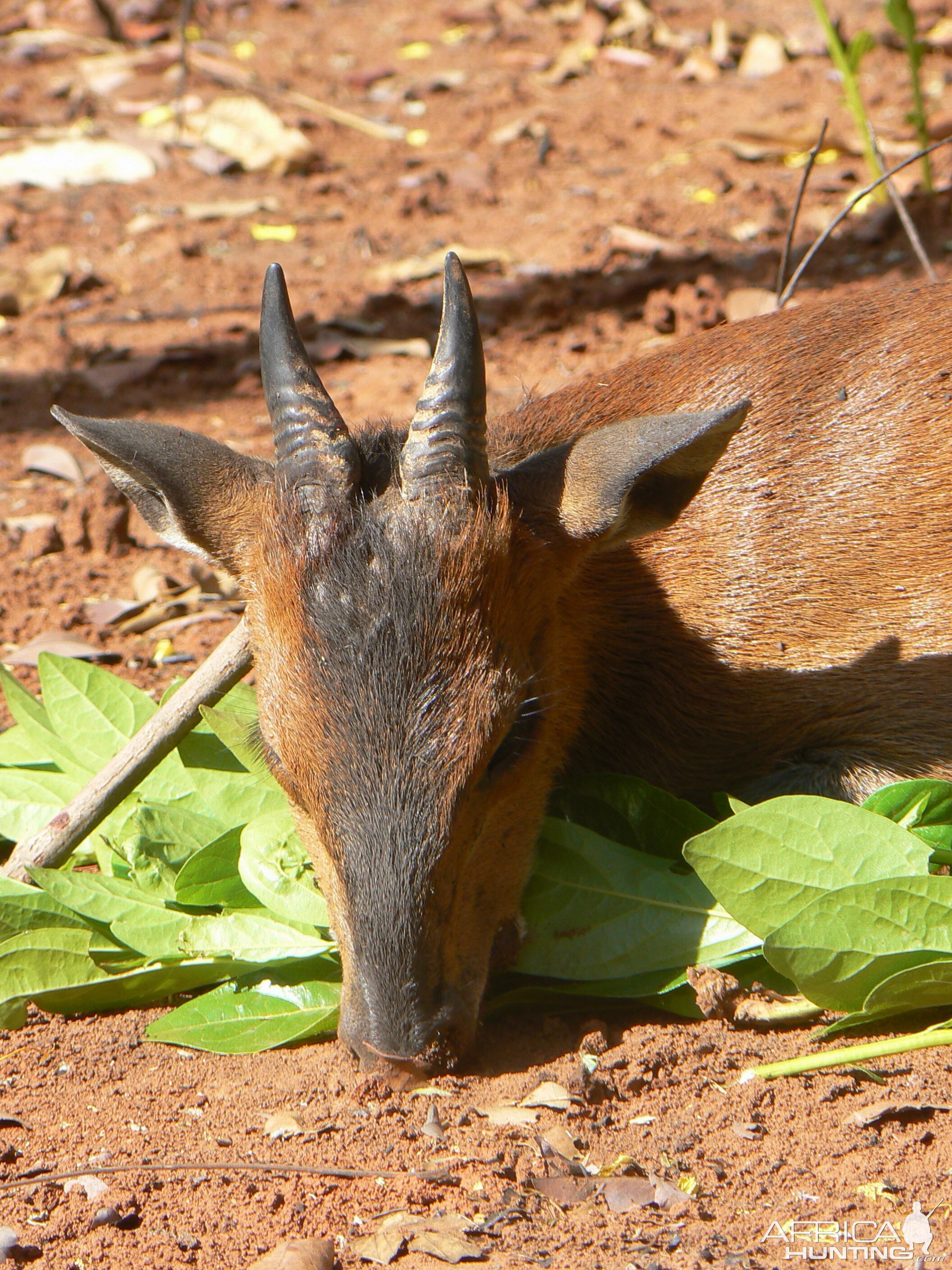 Big red flanked duiker hunted in CAR