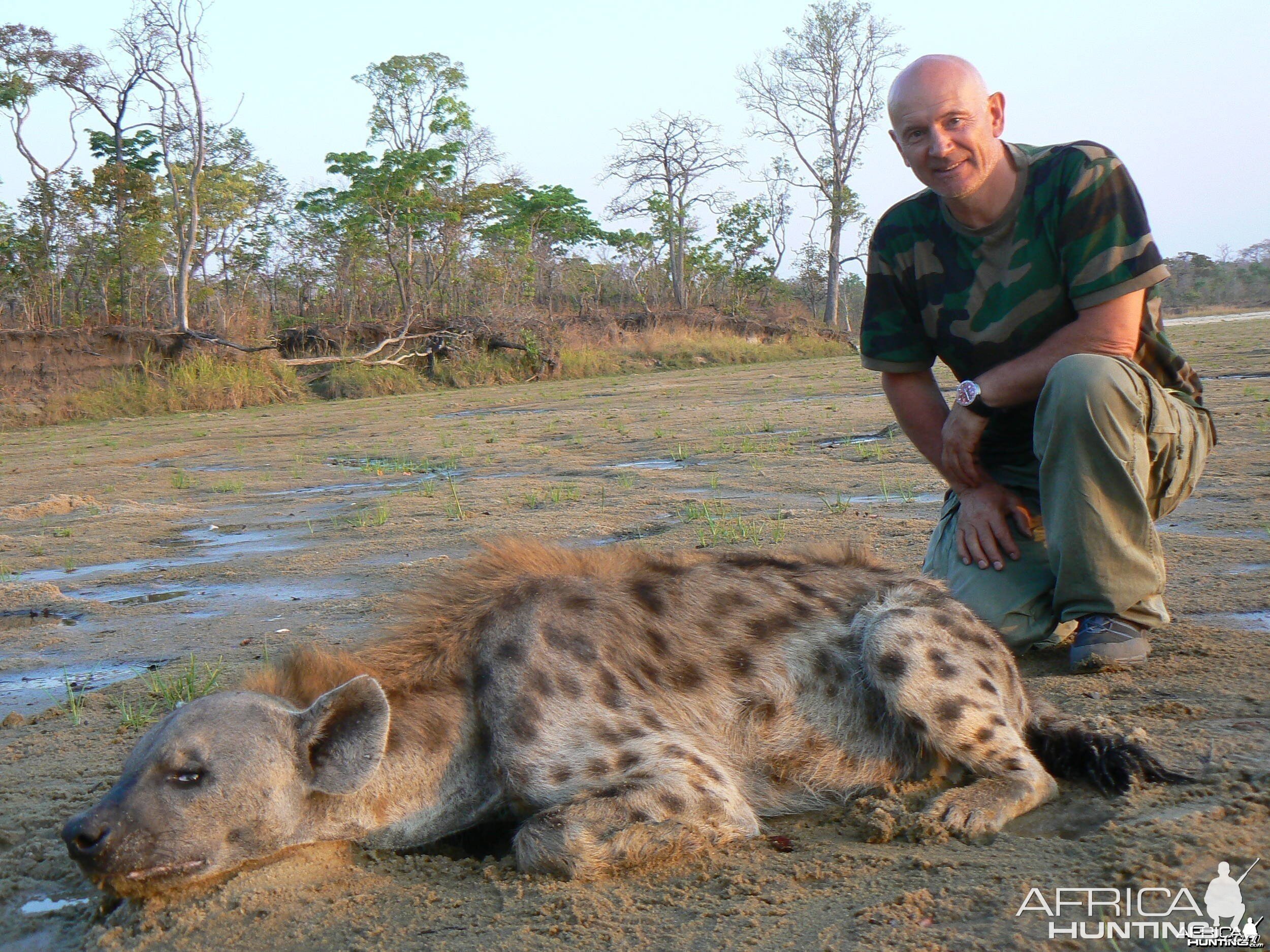 Big spotted hyena