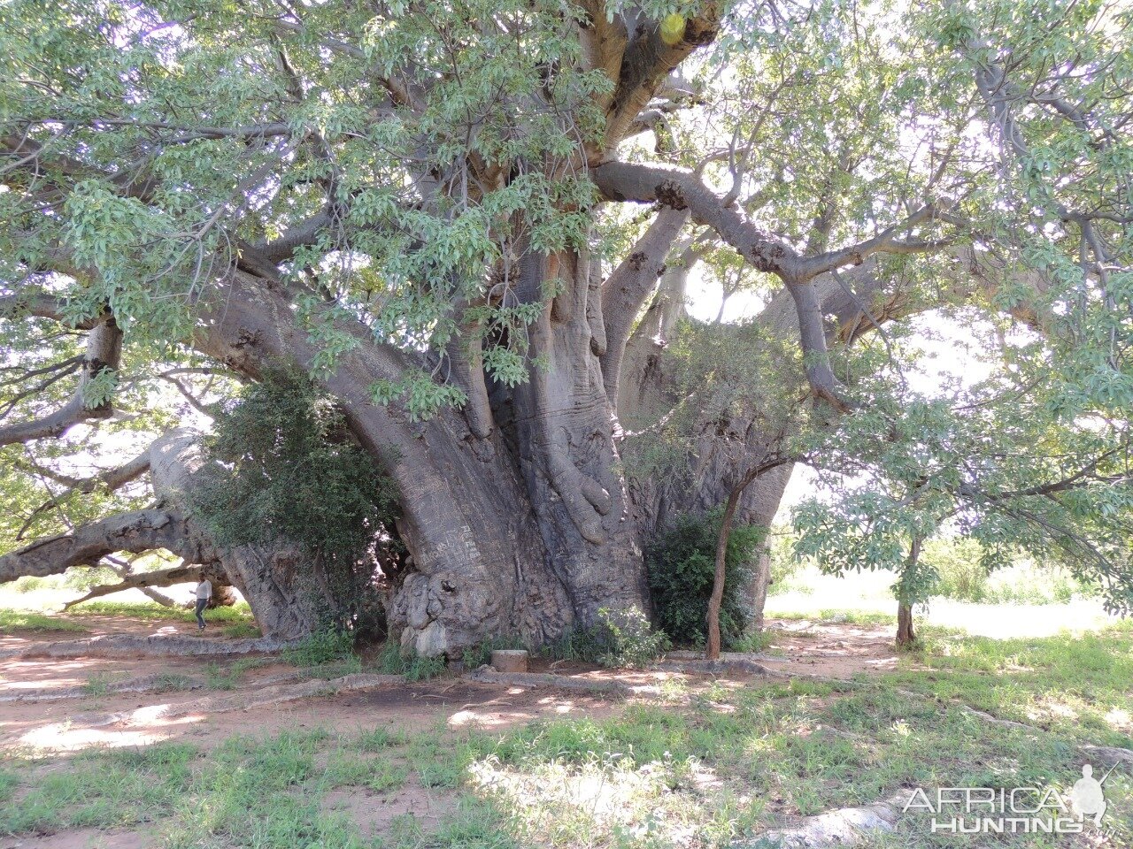 Big Tree South Africa