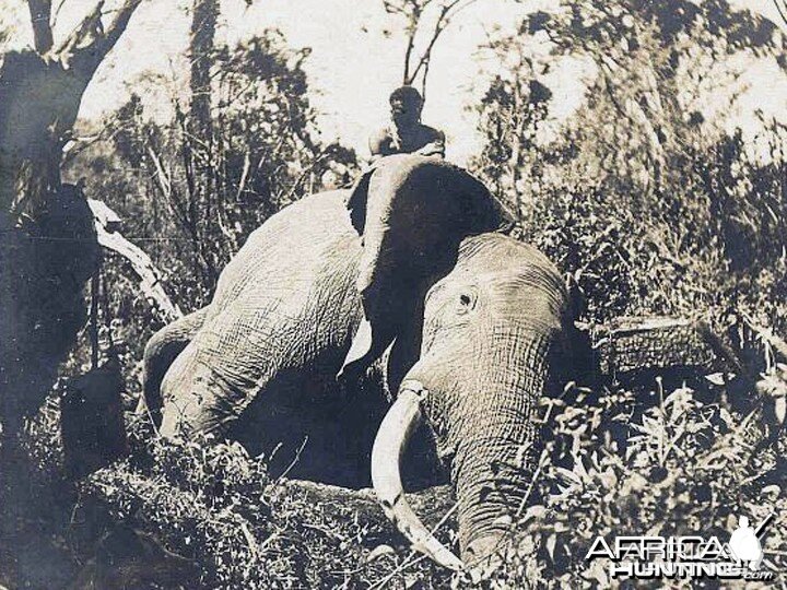 Big Trophy Elephant hunted around the 1930's