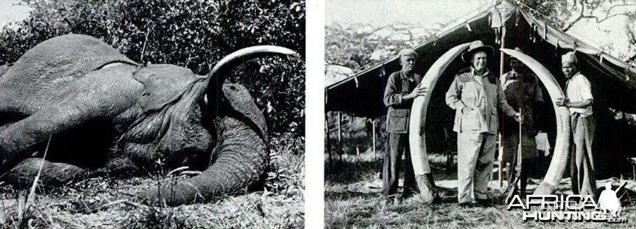 Biggest Elephant Ever Shot