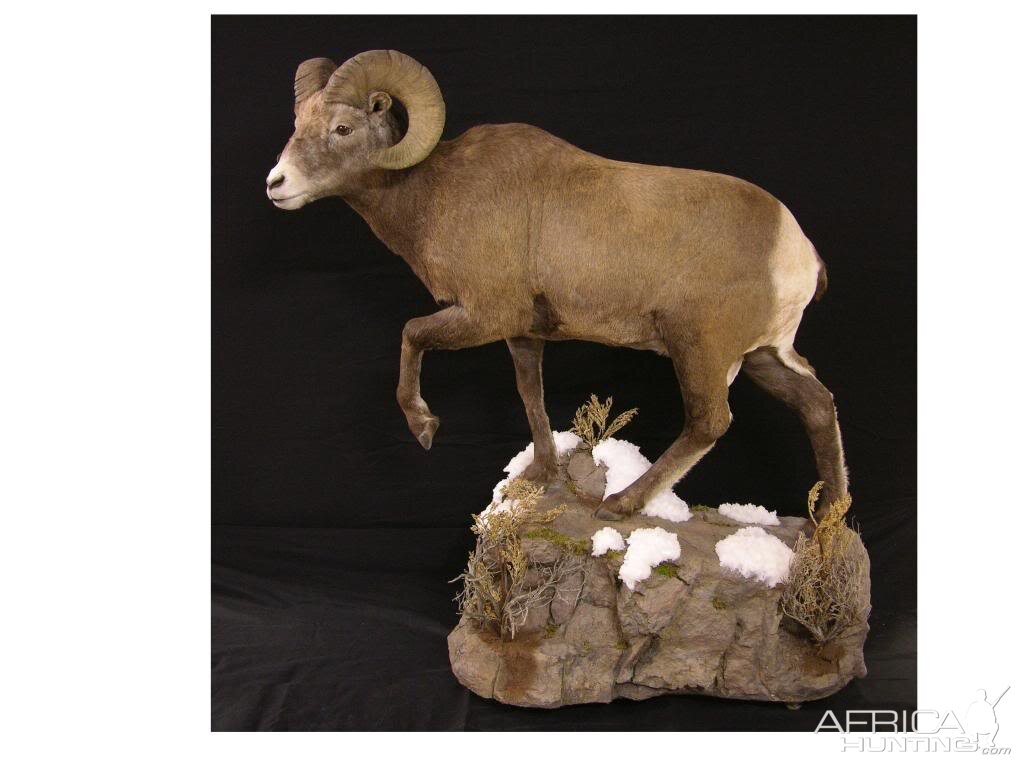 Bighorn Sheep Full Mount Taxidermy