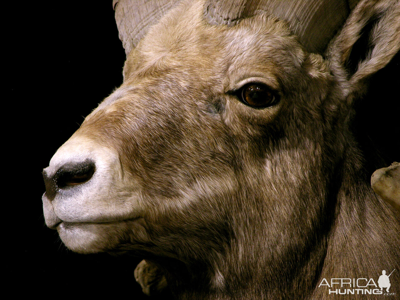 Bighorn Sheep Full Mount Taxidermy