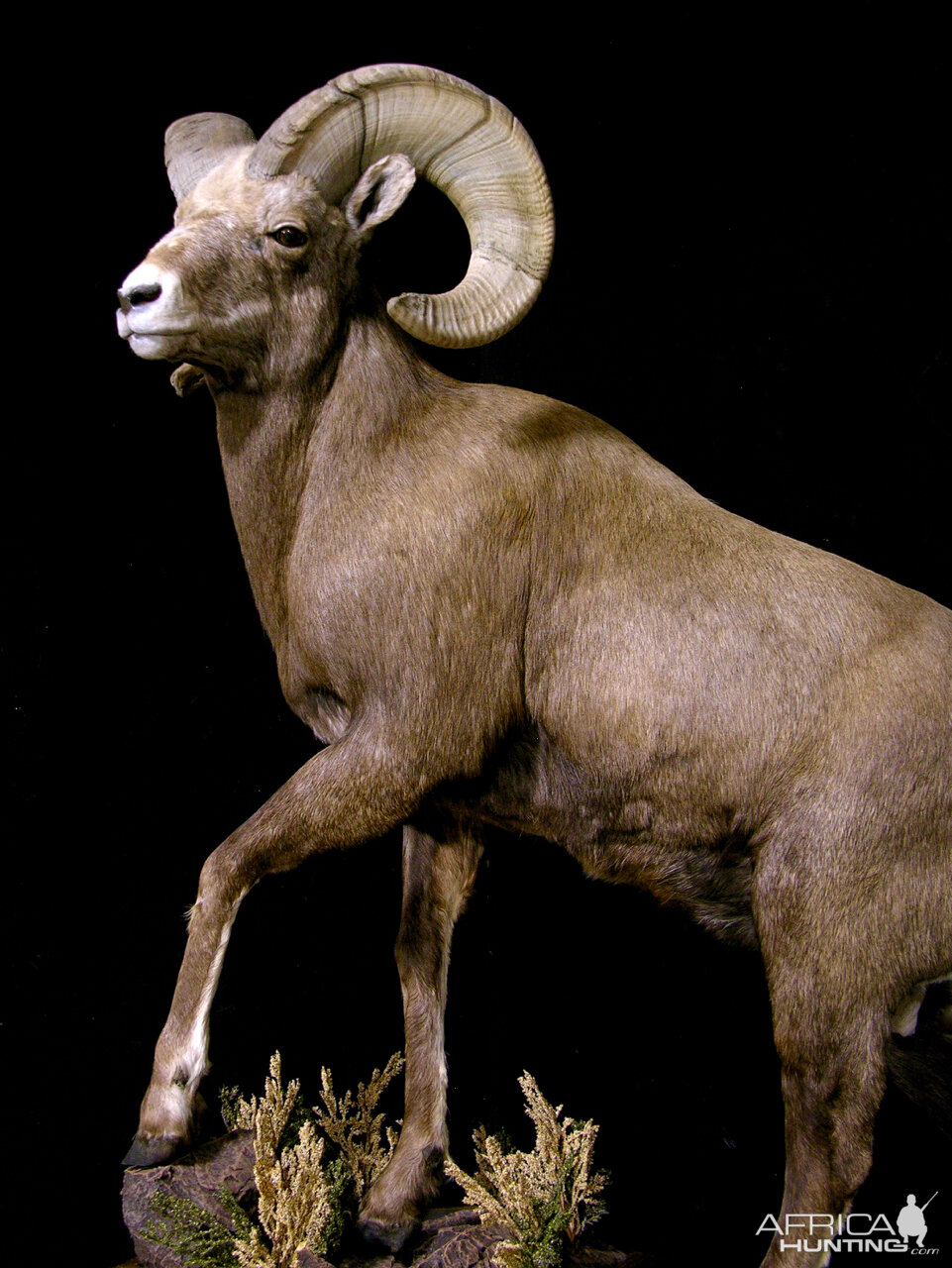 Bighorn Sheep Full Mount Taxidermy