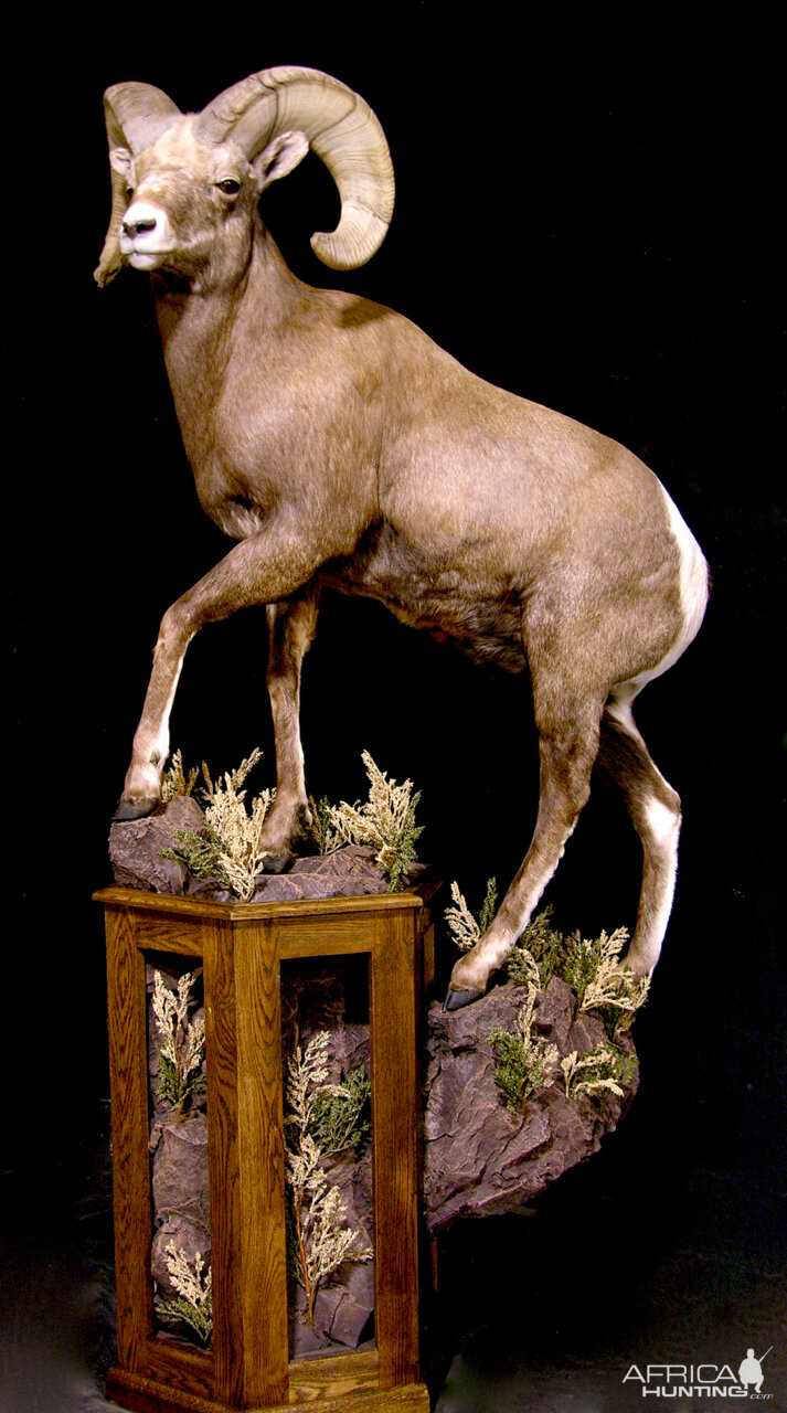 Bighorn Sheep Full Mount Taxidermy