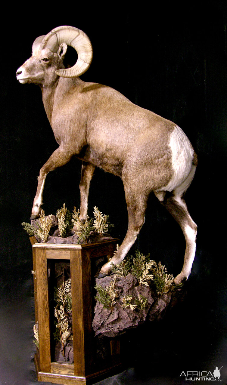 Bighorn Sheep Full Mount Taxidermy