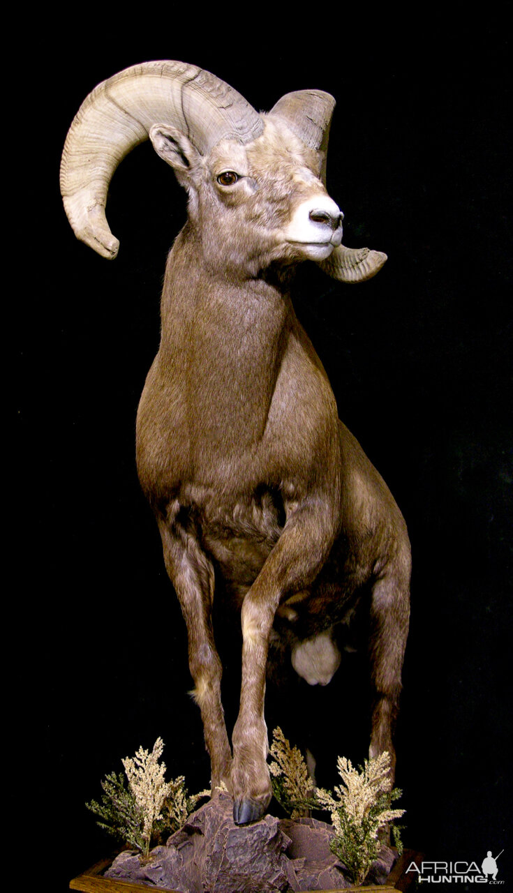 Bighorn Sheep Full Mount Taxidermy