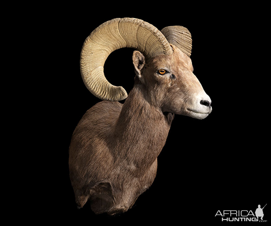 Bighorn Sheep Shoulder Mount Taxidermy