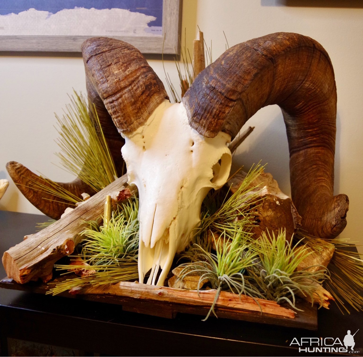 Bighorn Sheep Skull Display