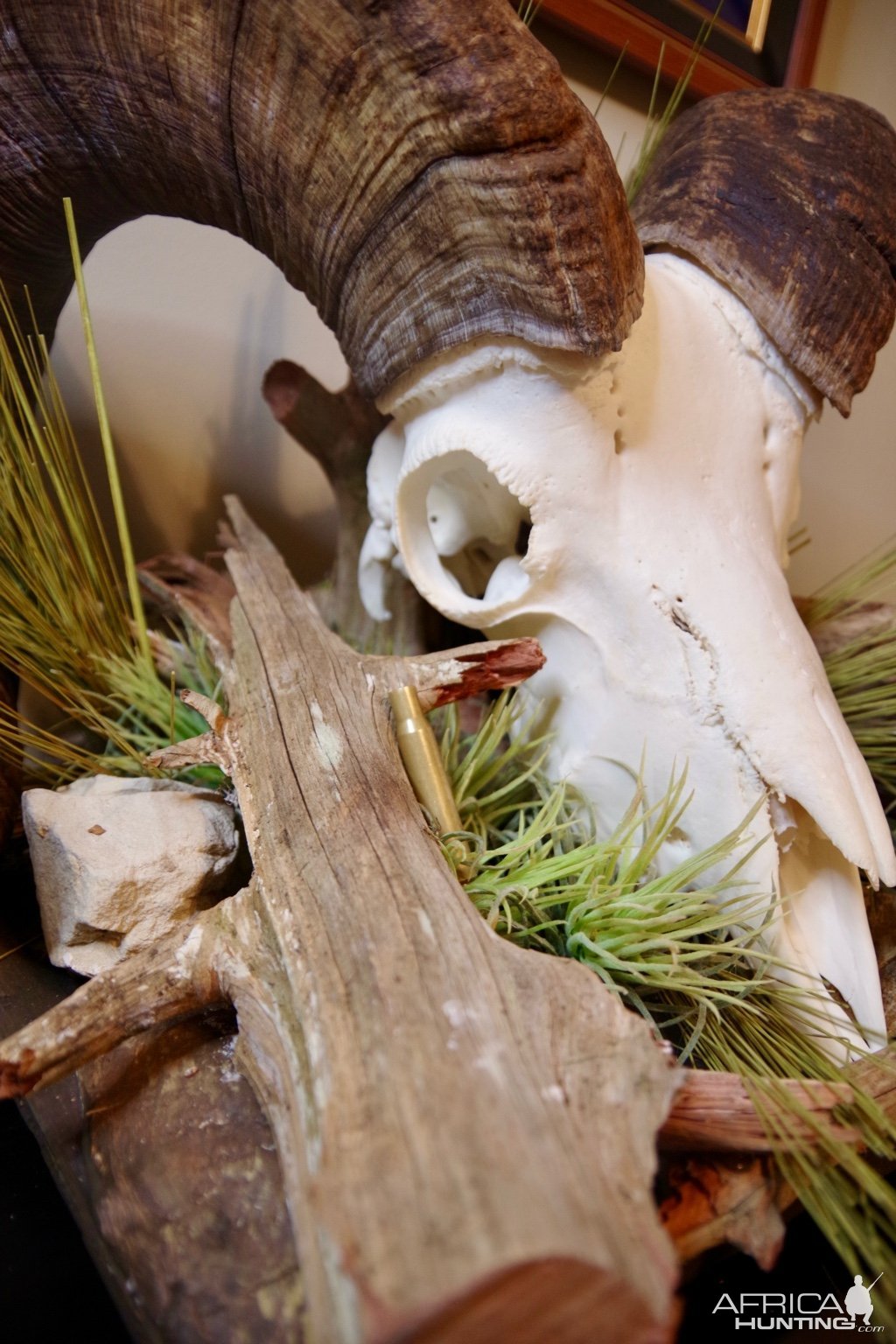 Bighorn Sheep Skull Display