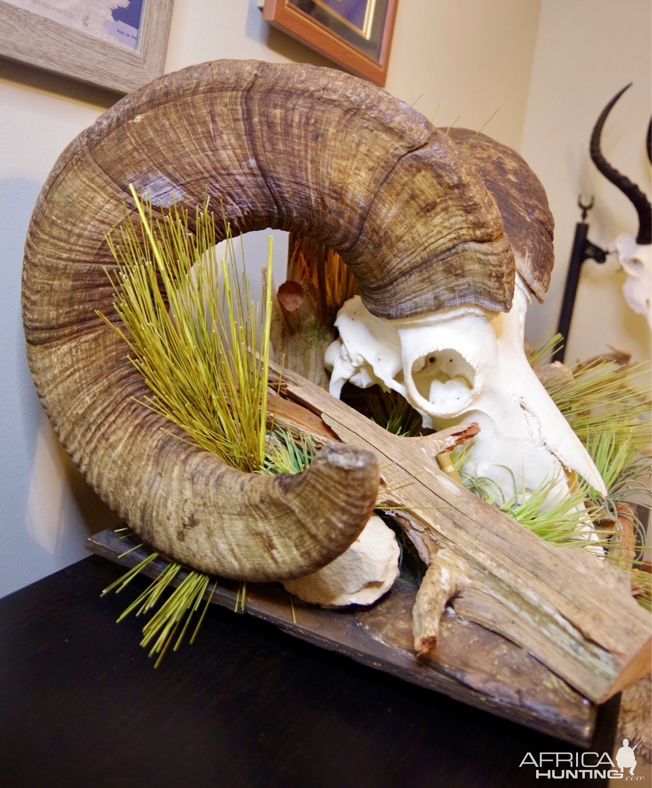 Bighorn Sheep Skull Display