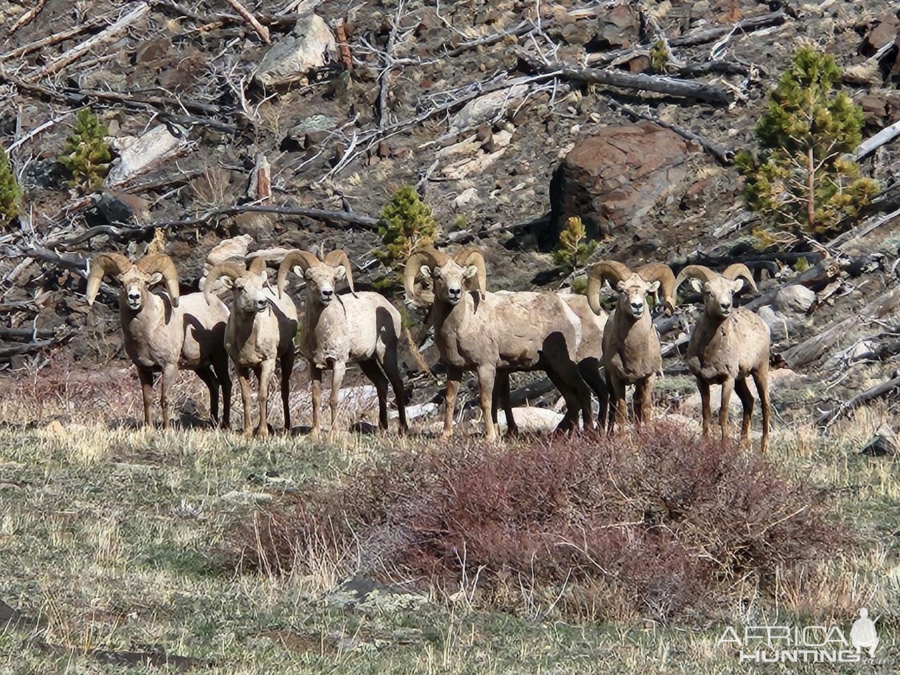 Bighorn Sheep