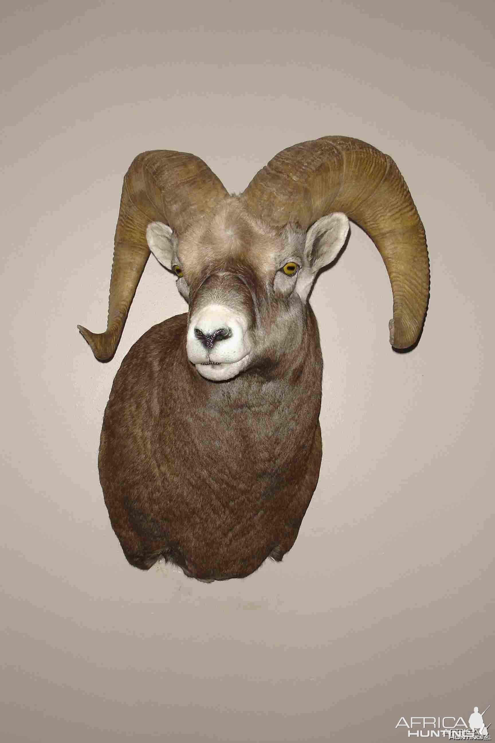 Bighorn Sheep