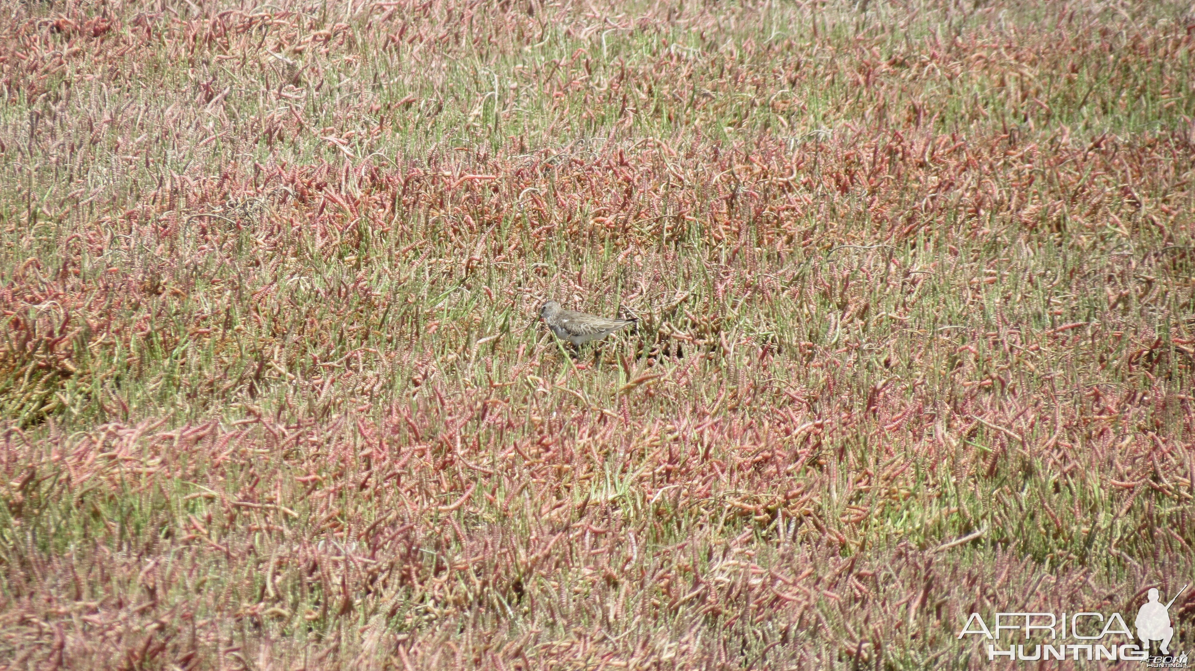 Bird Dorob National Park Namibia