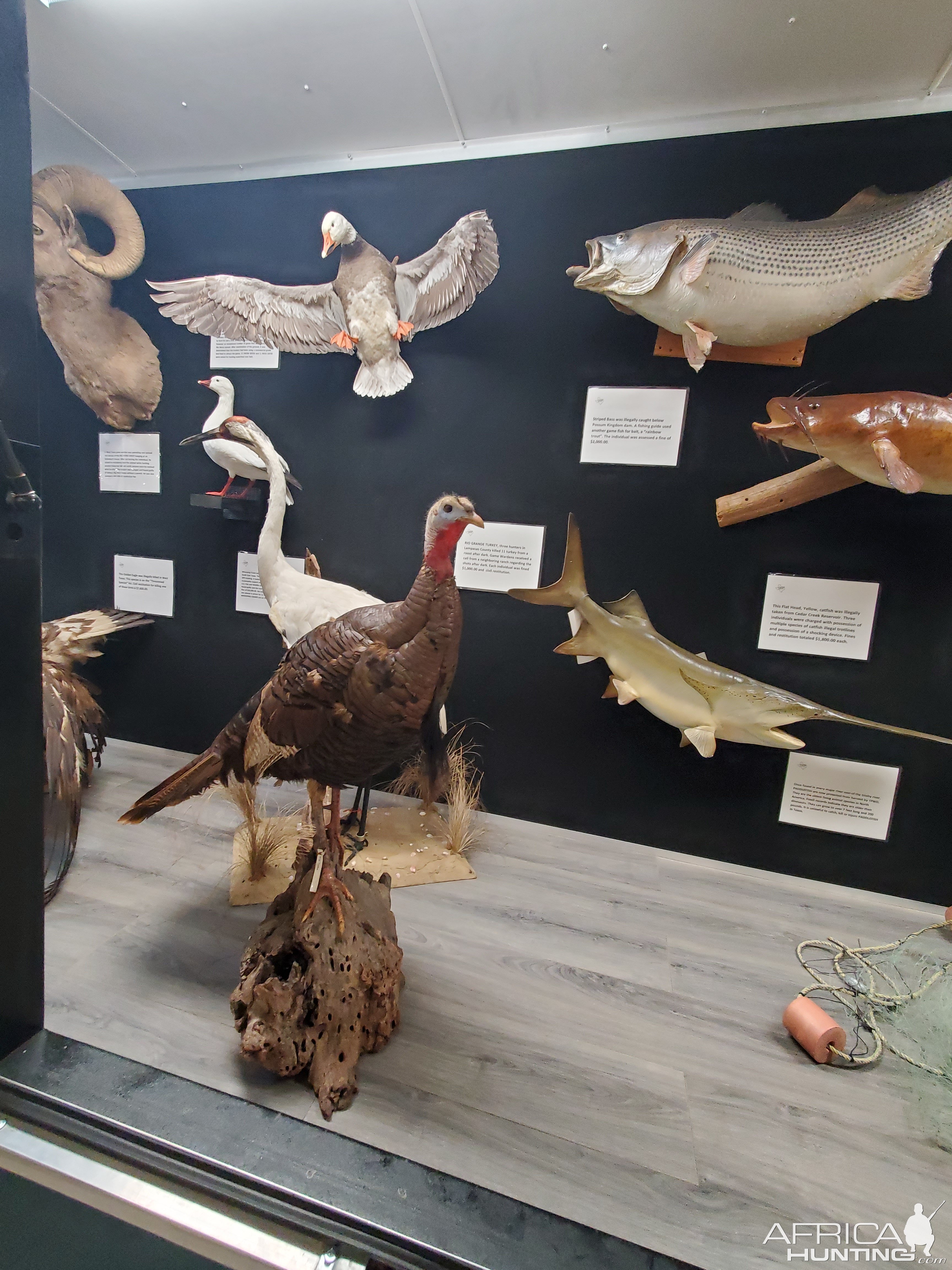 Bird & Fish Full Mounts Taxidermy