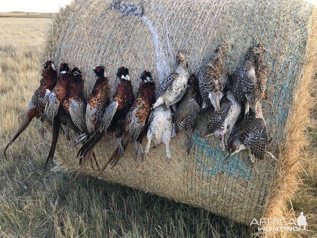 Bird Hunt Montana