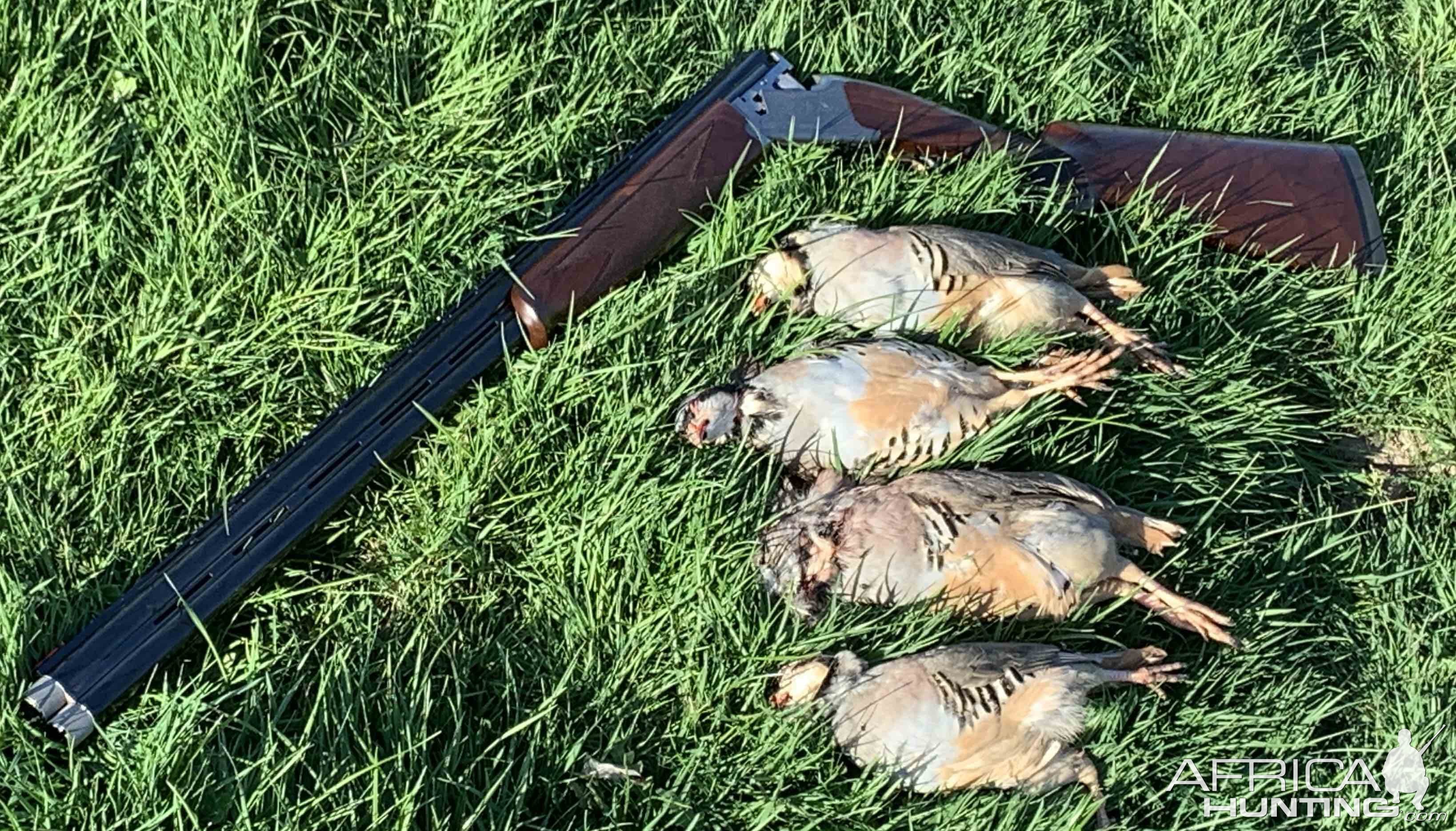 Bird Hunting Australia