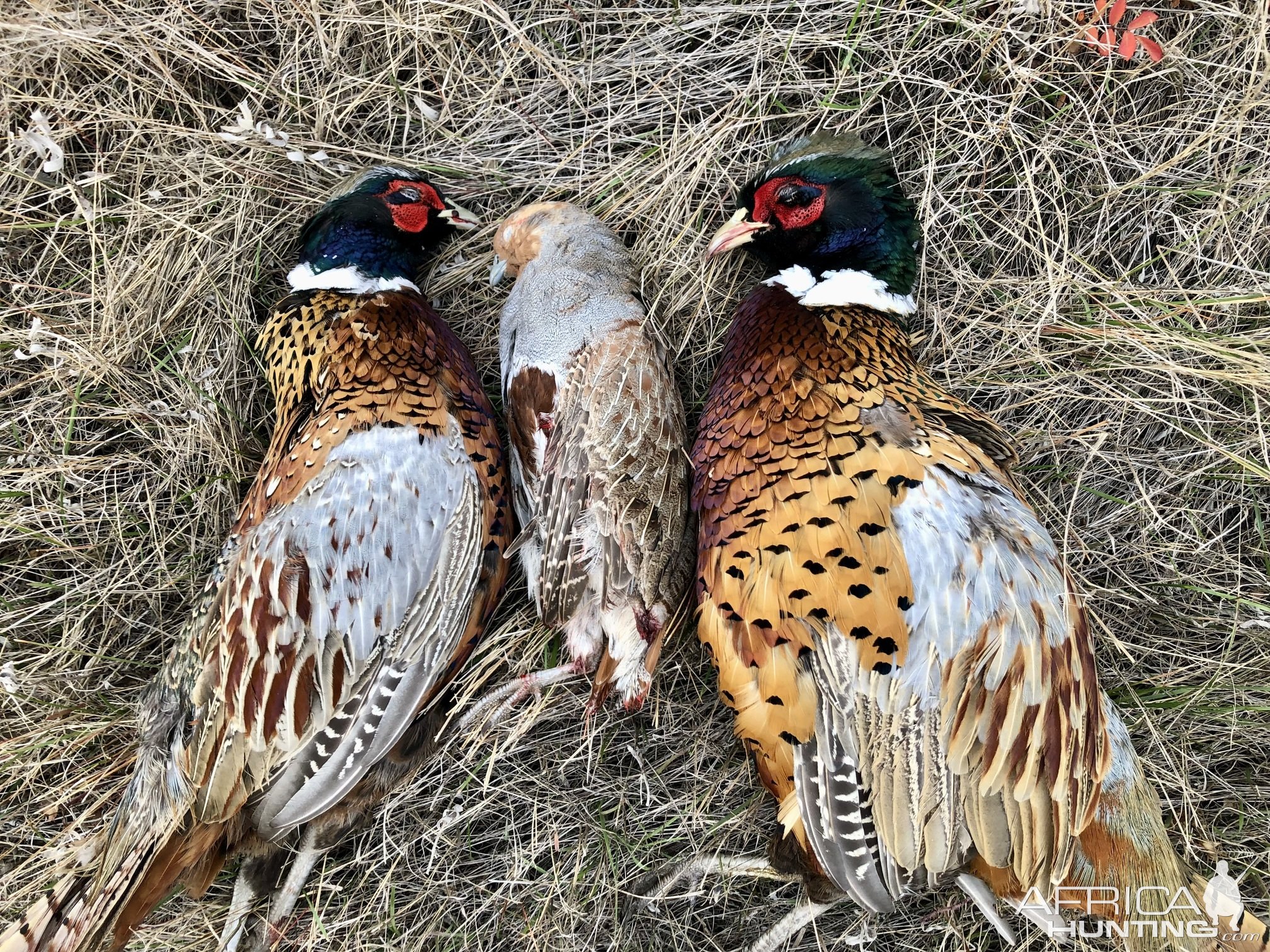 Bird Hunting Canada