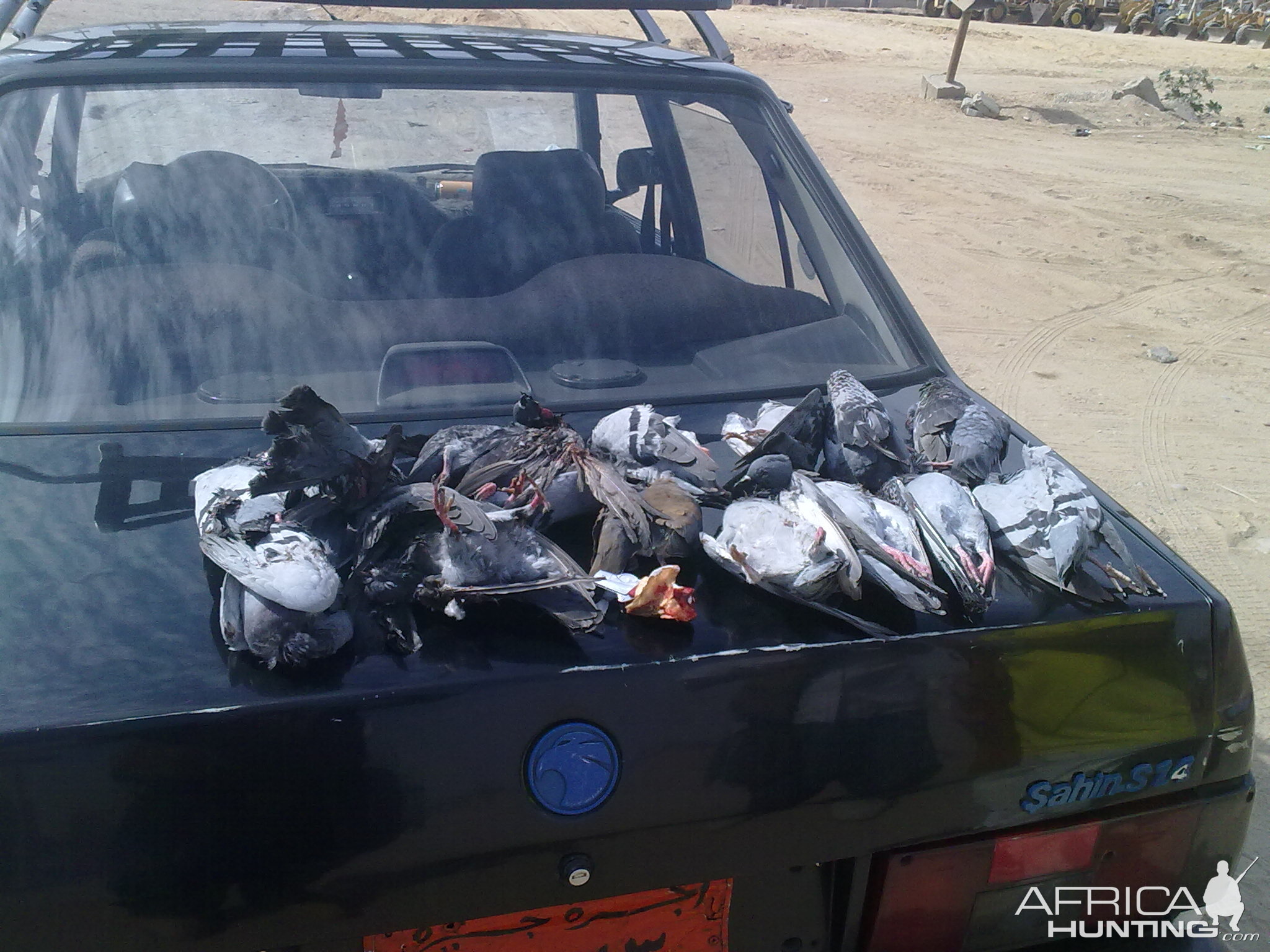 Bird Hunting in Egypt