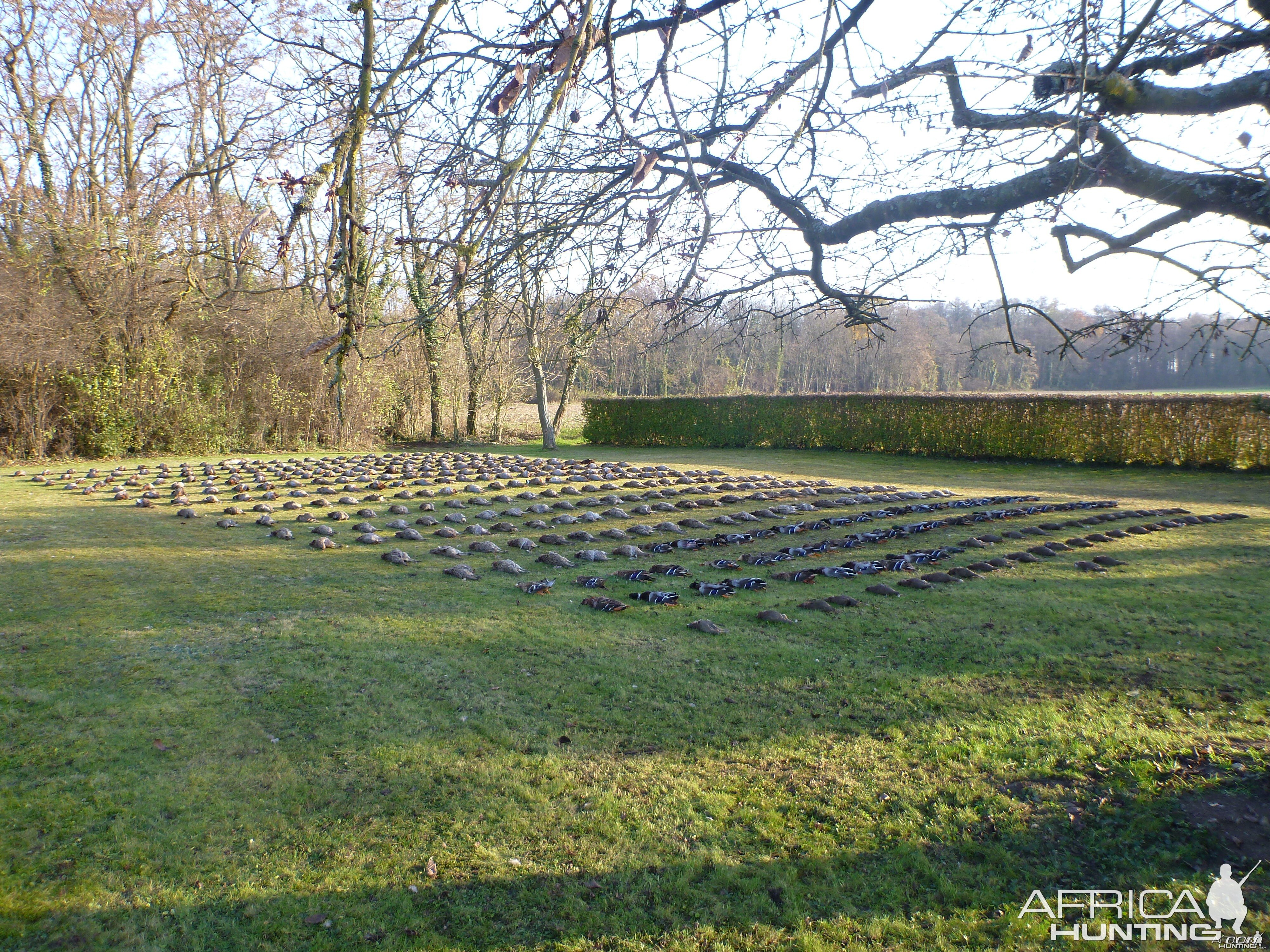 Bird Hunting in France