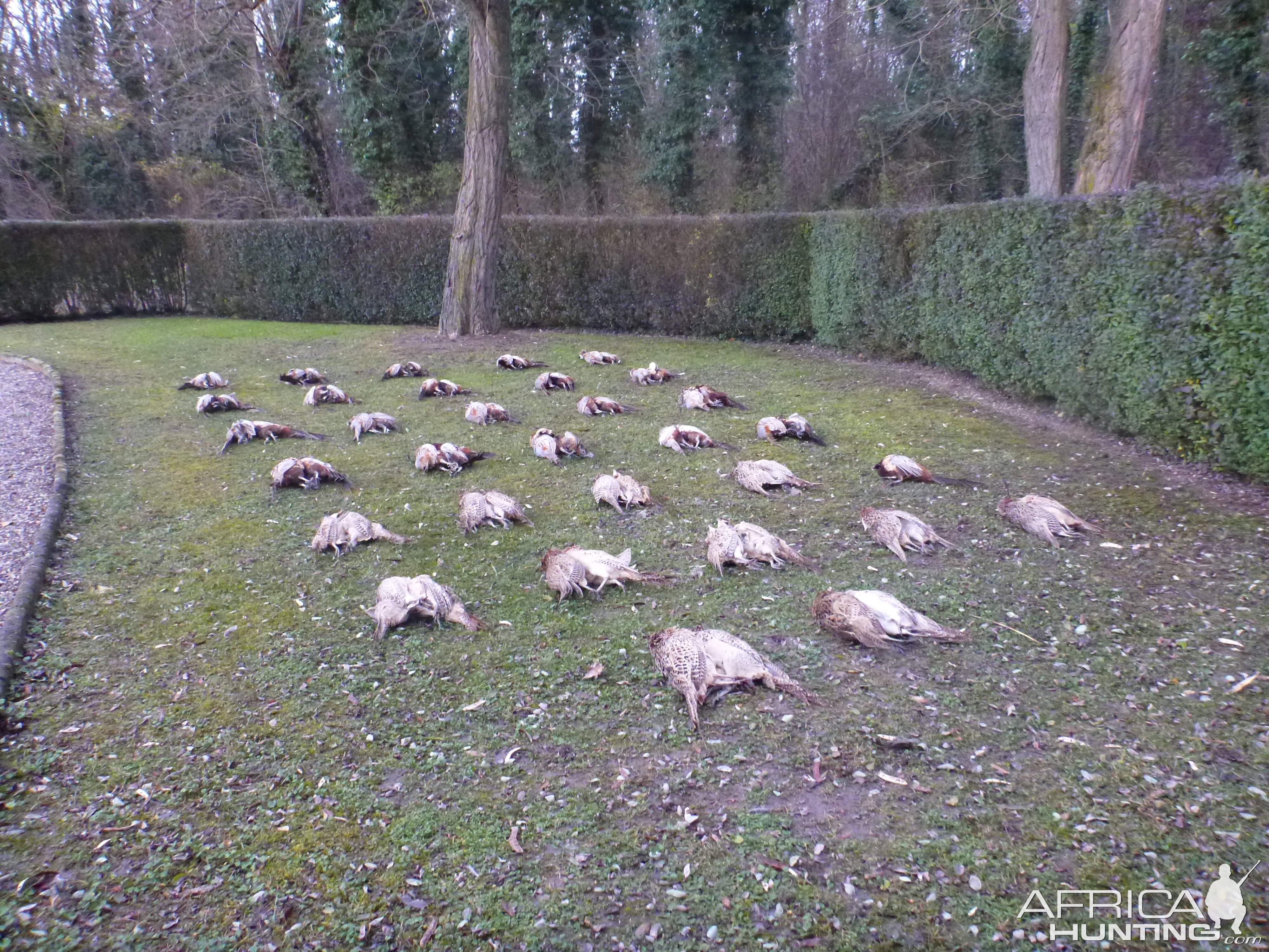 Bird Hunting in France