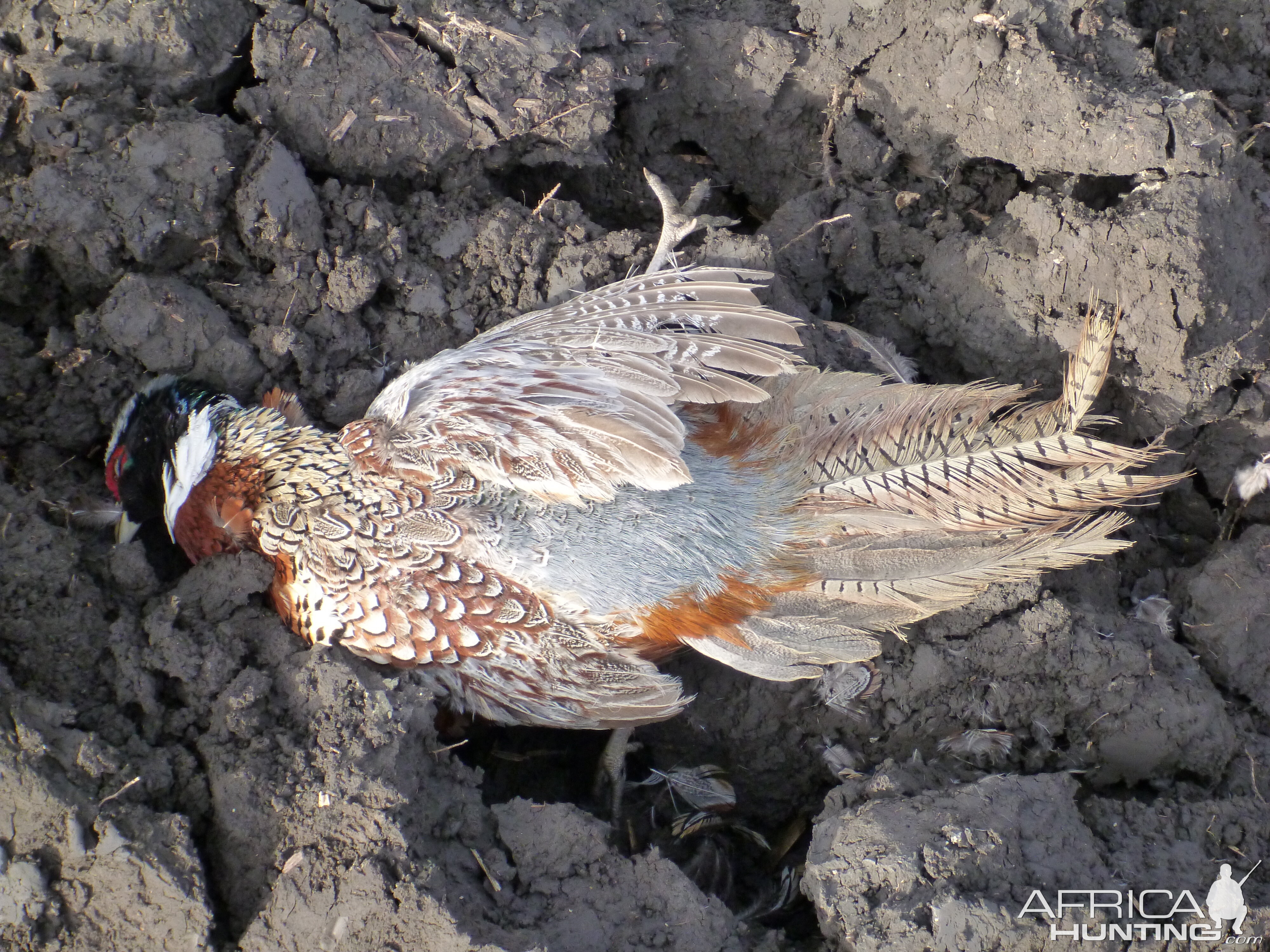 Bird Hunting in France