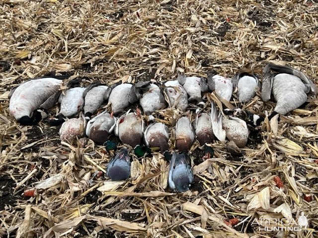 Bird Hunting Minnesota