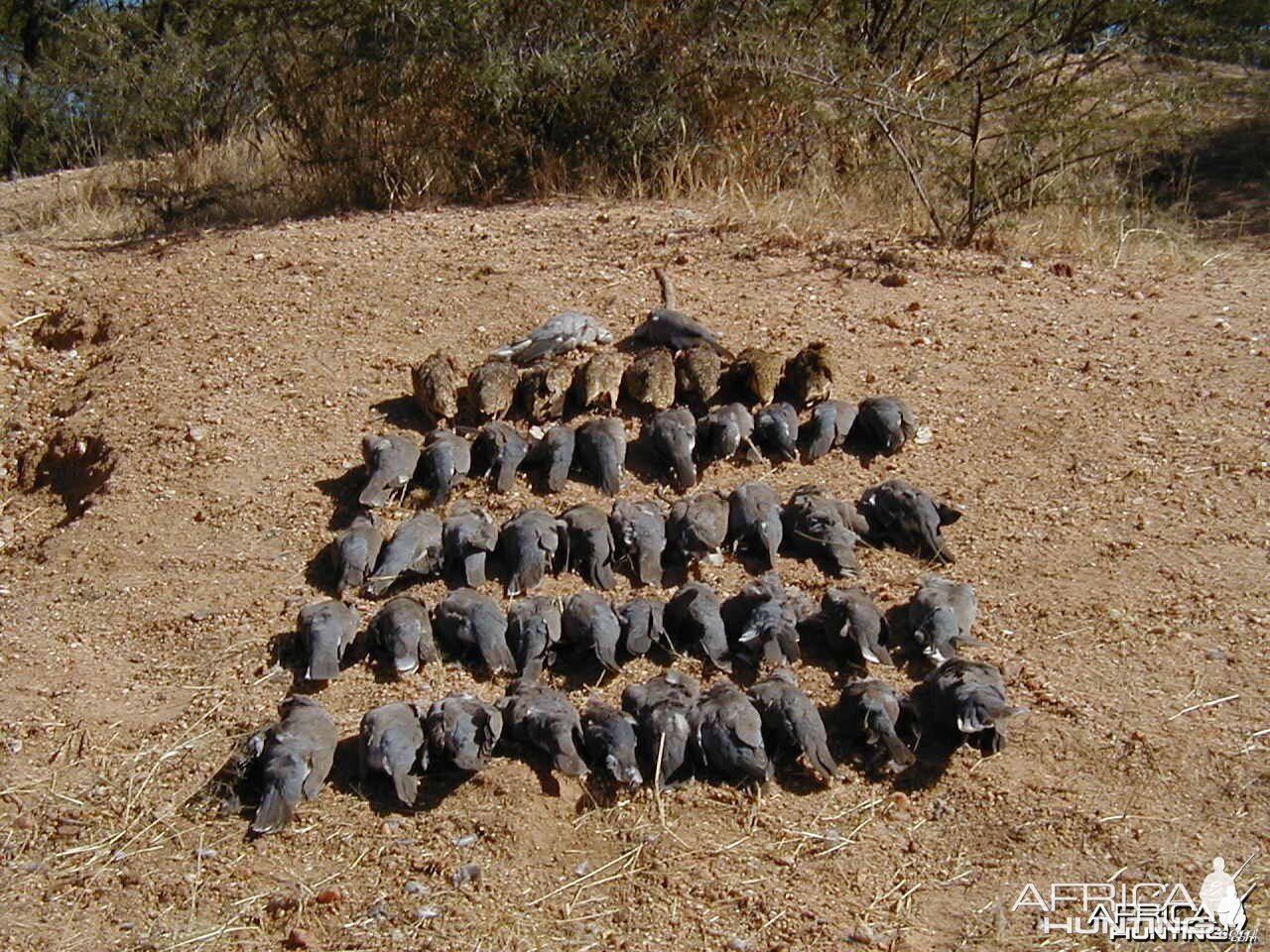 Bird Hunting Namibia Africa