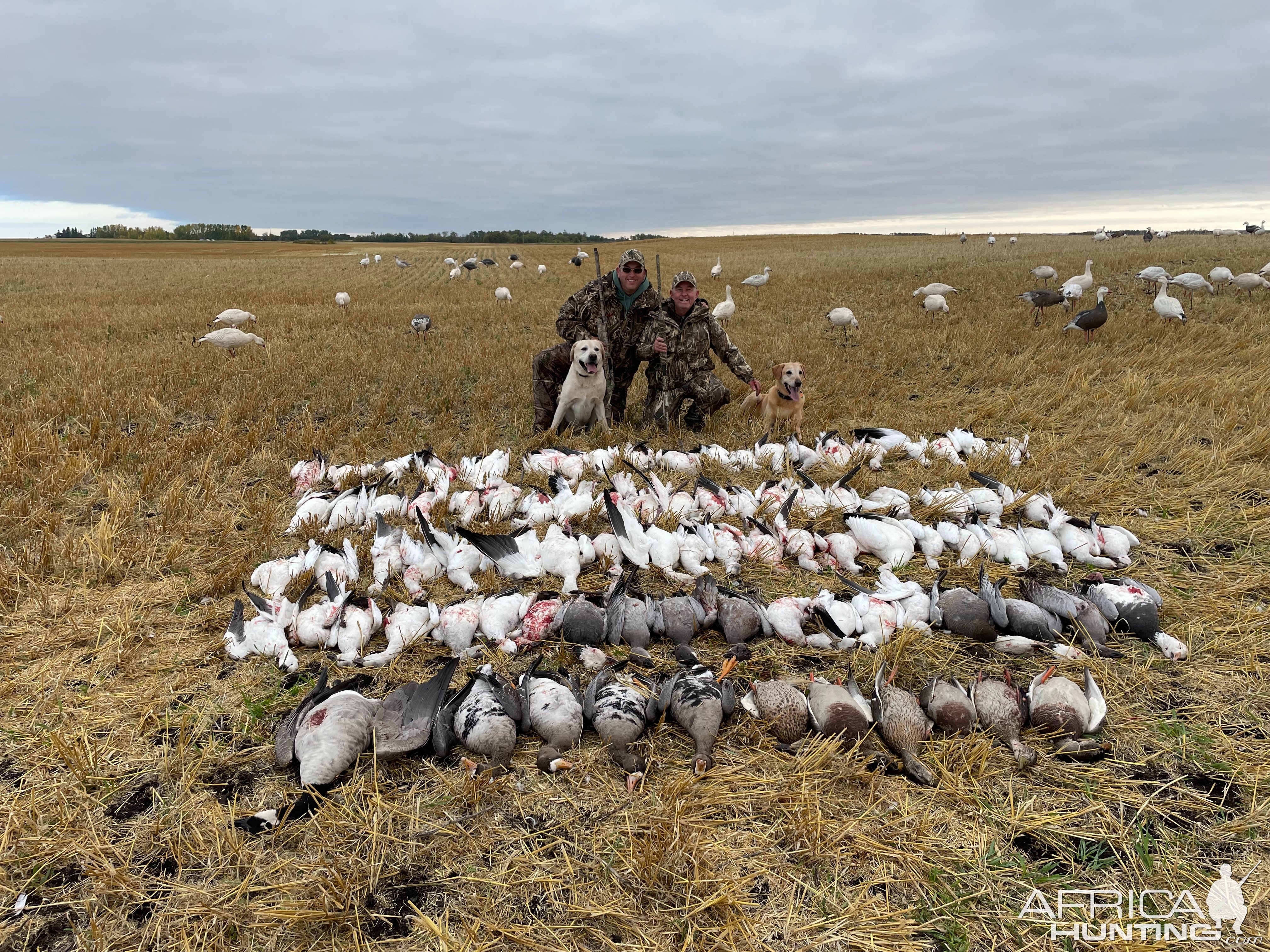 Bird Hunting Saskatchewan