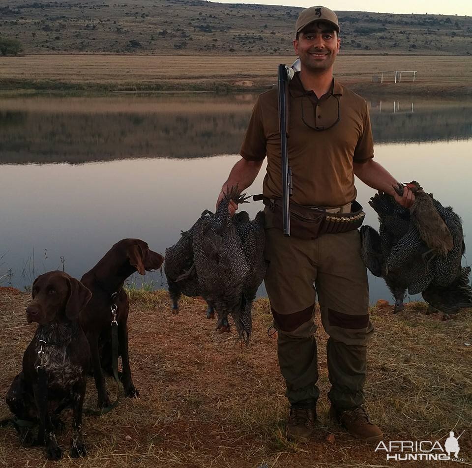 Bird Hunting South Africa Guineafowl